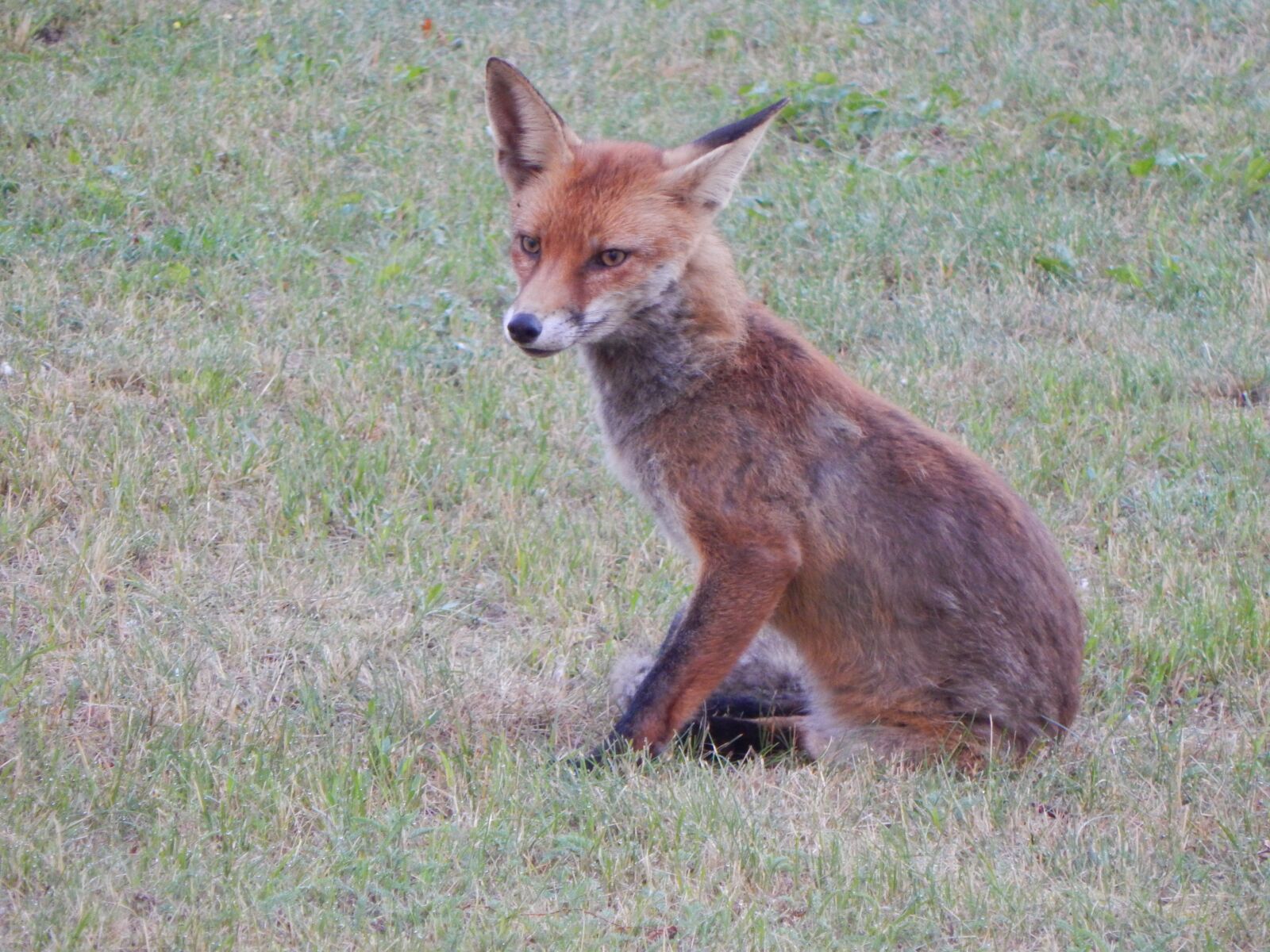 Nikon Coolpix L830 sample photo. Fuchs, forest animals, predator photography