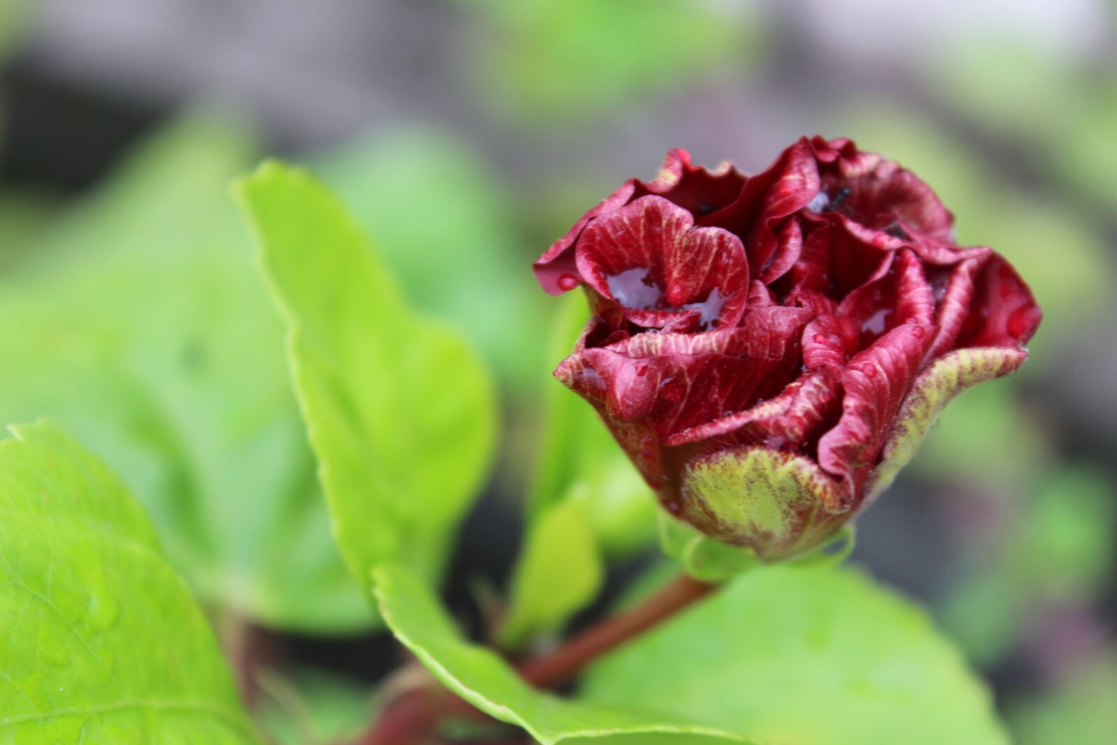 Canon EOS 600D (Rebel EOS T3i / EOS Kiss X5) sample photo. Red, flower, blossom photography