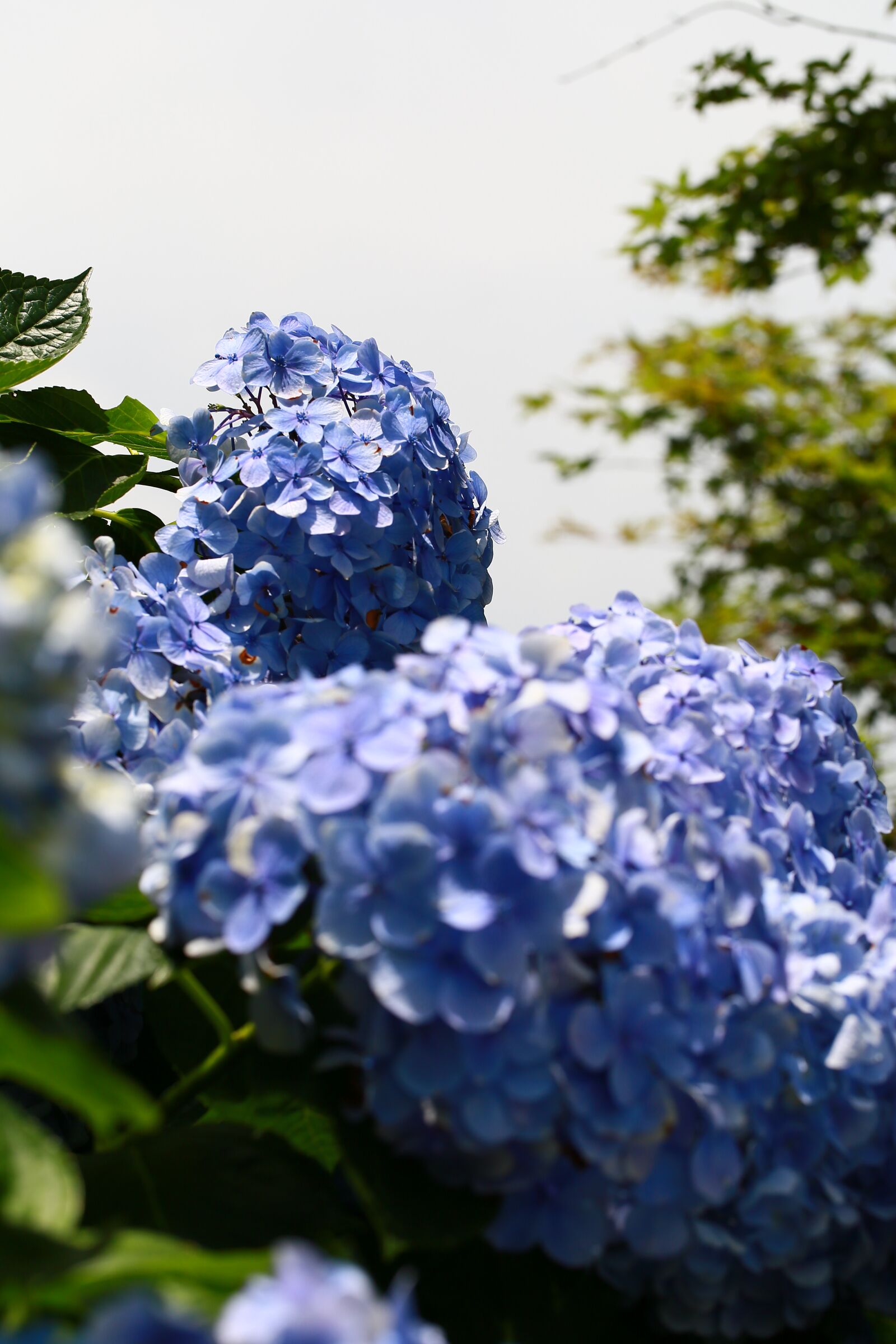 Canon EF 100mm F2.8L Macro IS USM sample photo. Hydrangea, trees, plant photography