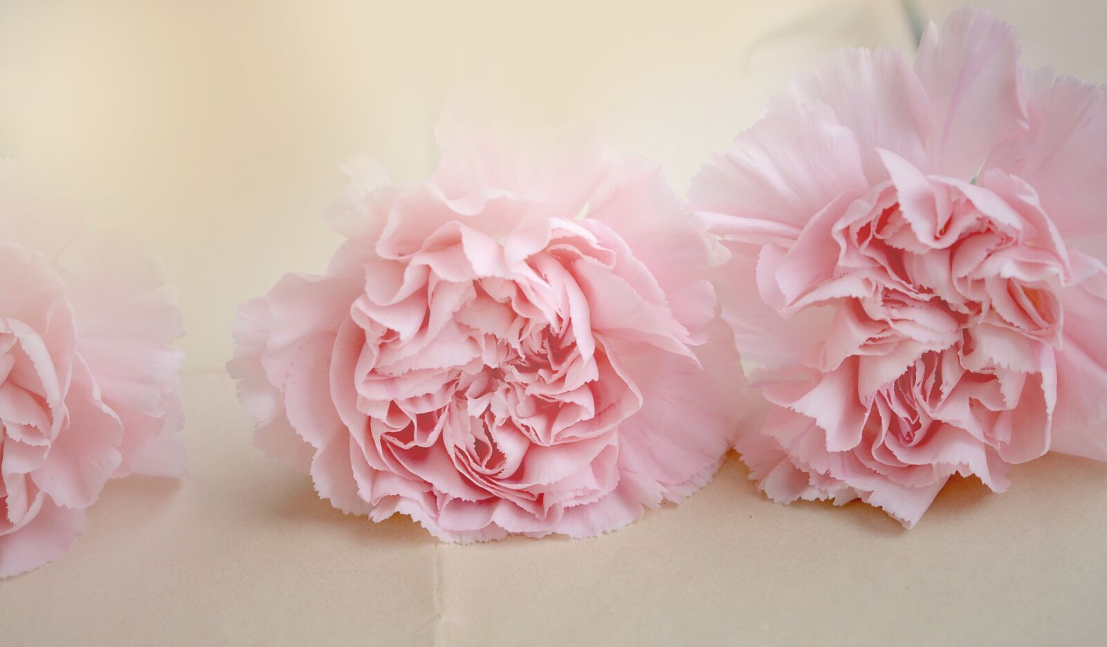 Nikon D7100 sample photo. Cloves, flowers, pink photography