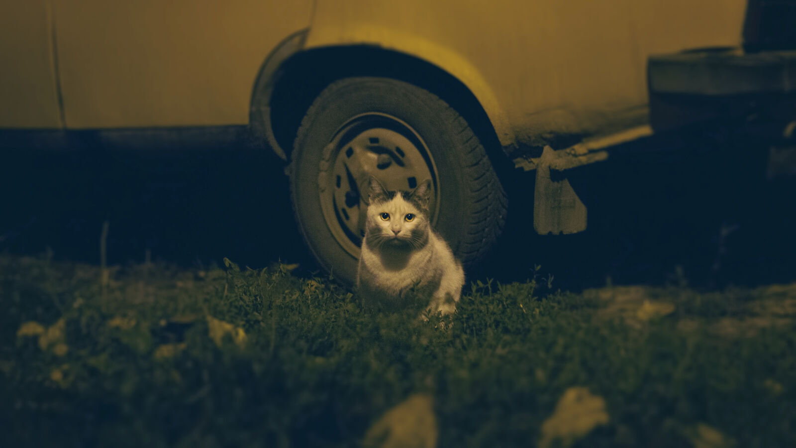 Canon EOS 550D (EOS Rebel T2i / EOS Kiss X4) + Canon EF 50mm F1.8 II sample photo. Animal, cat, night, old photography