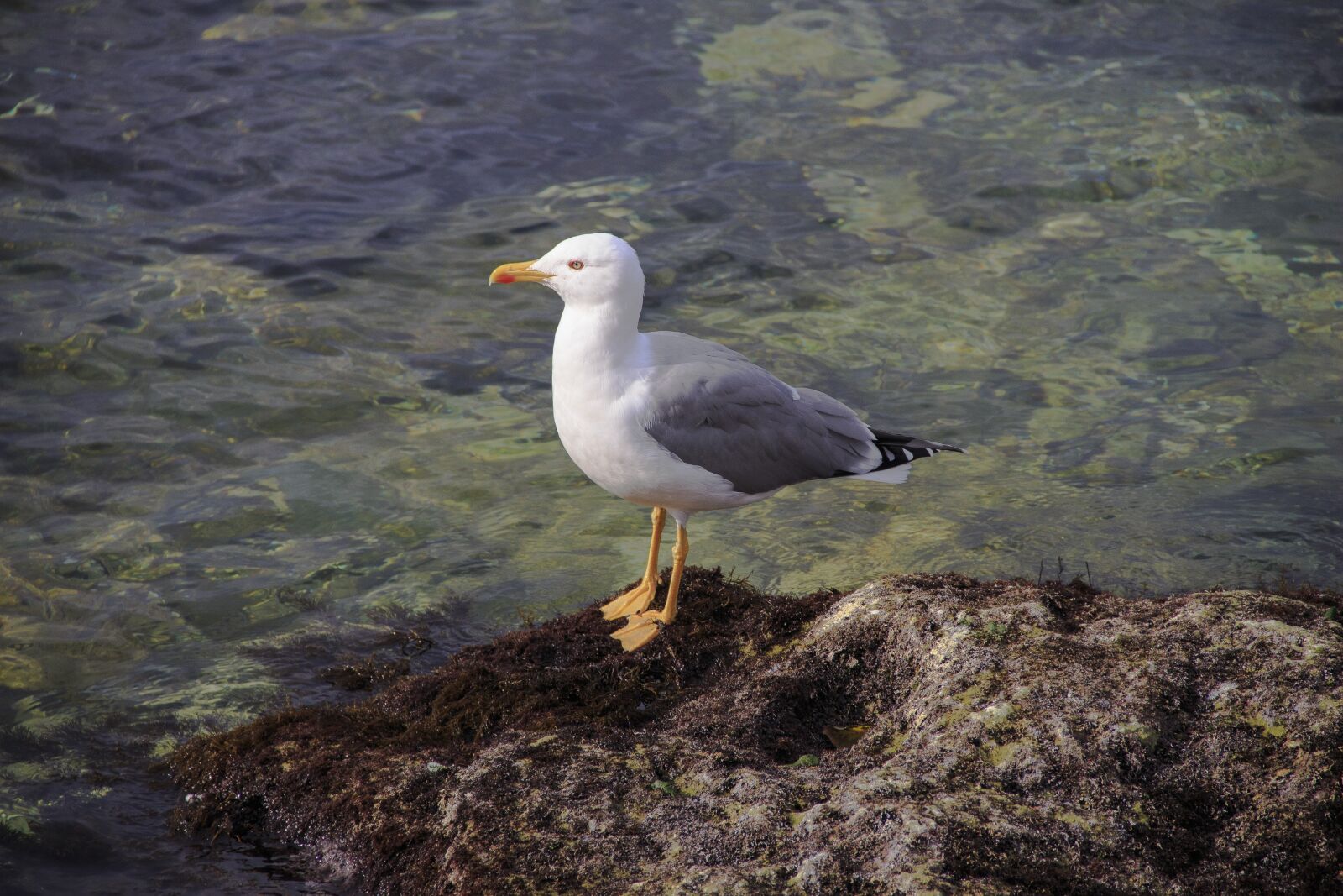 Canon EOS 650D (EOS Rebel T4i / EOS Kiss X6i) sample photo. Cormorant, bird, sea photography