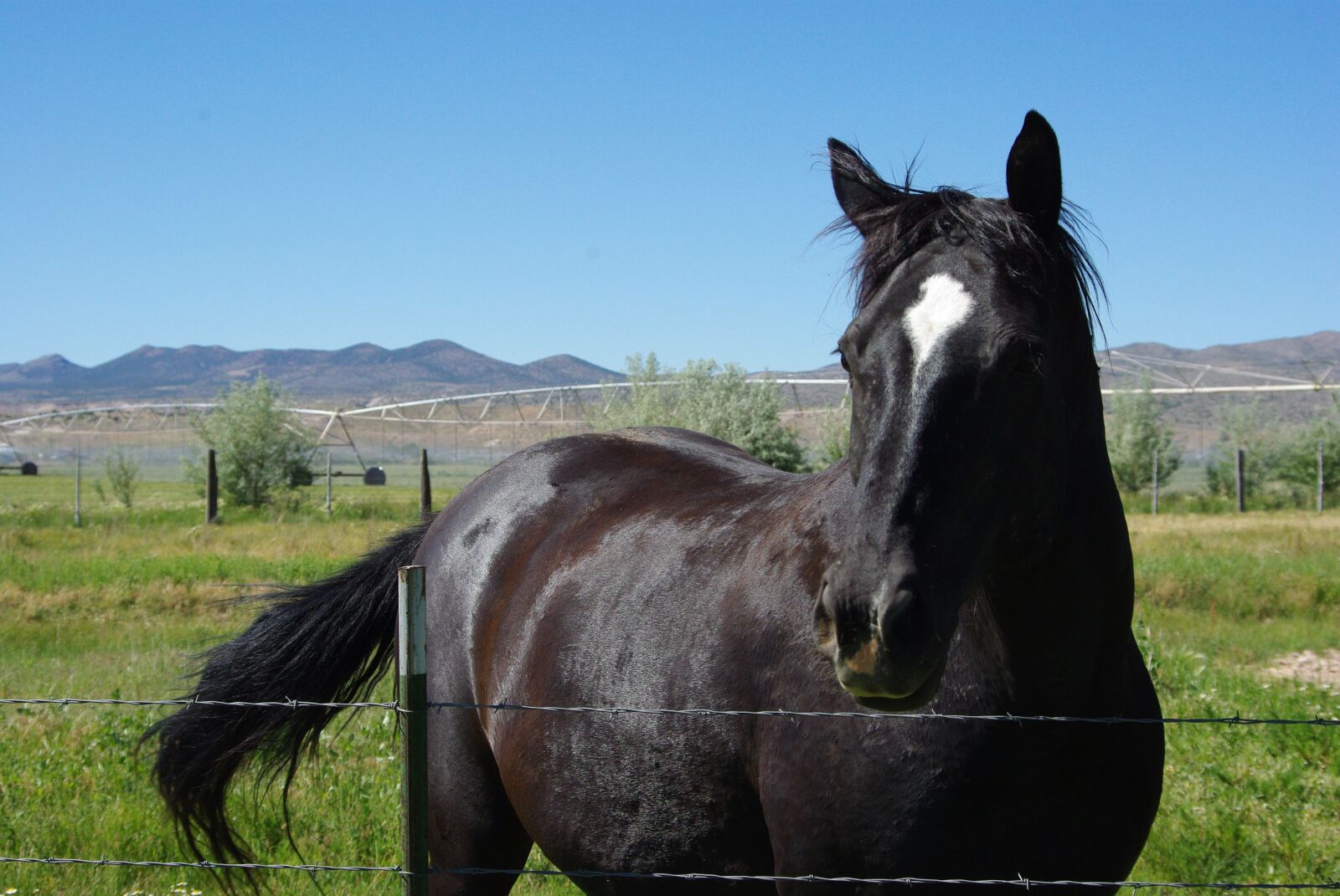 Pentax K200D sample photo. Horse, equine, black photography