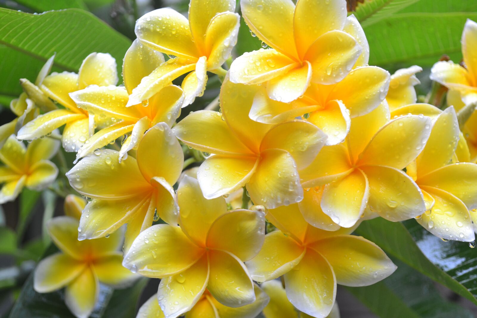 Nikon D3100 sample photo. Flowers, yellow, green photography
