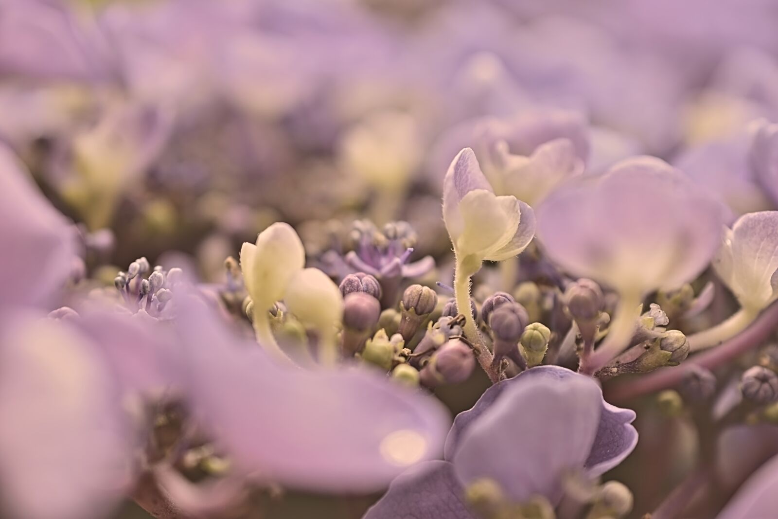 Nikon D5600 sample photo. Hydrangea, hydrangea flower, blossom photography