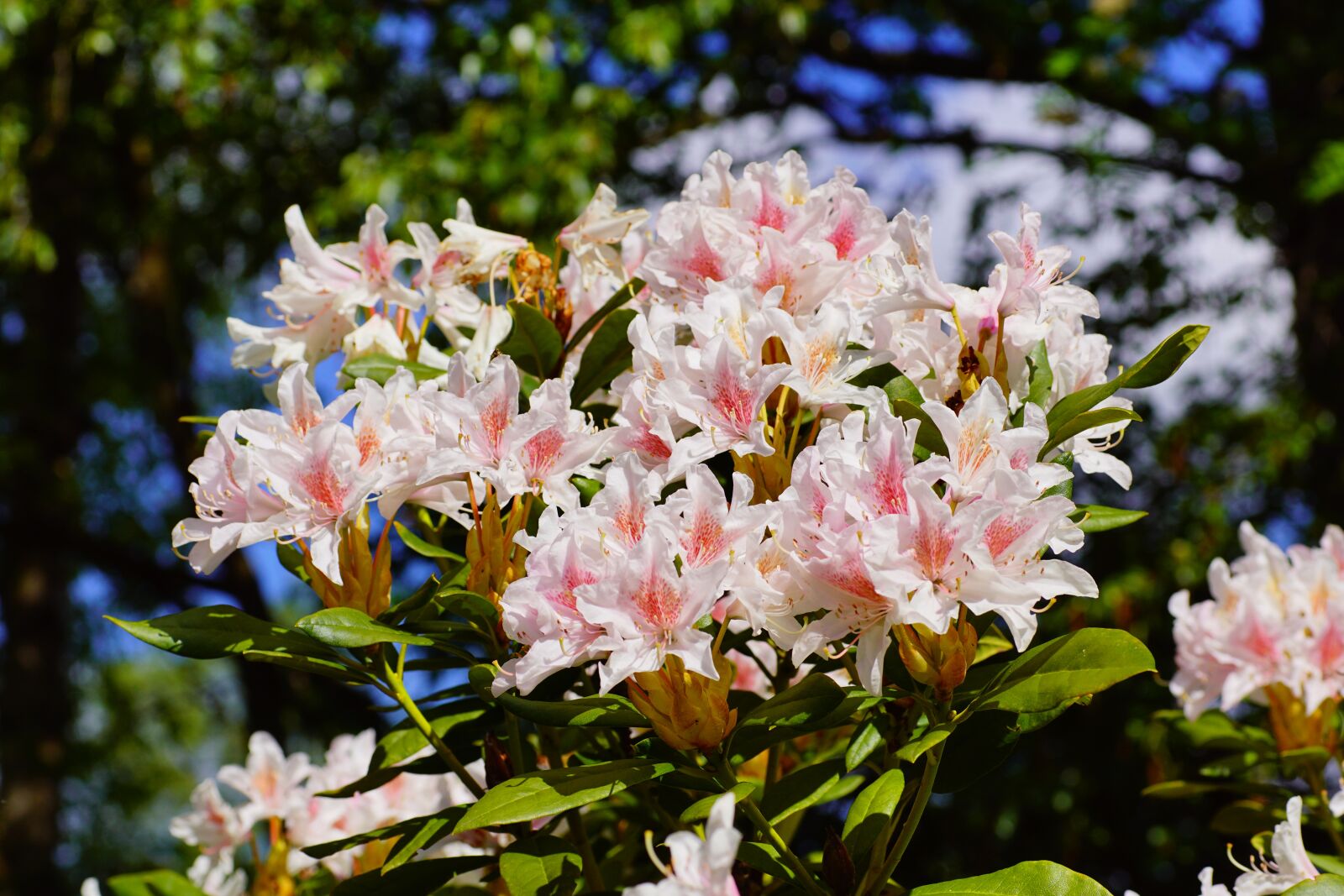 Sony SLT-A68 sample photo. Rhododendrons, garden, may photography