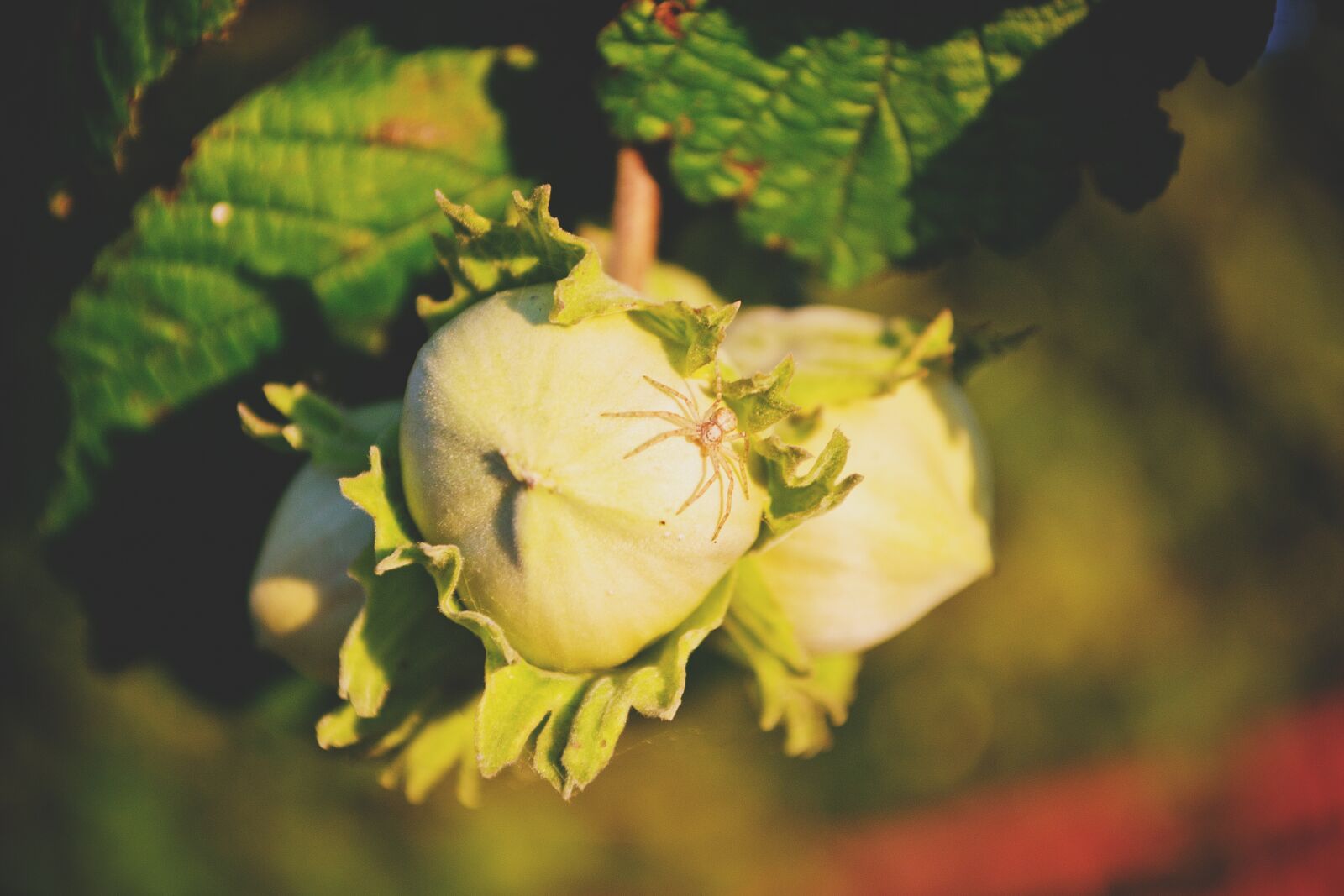 Nikon D3100 sample photo. Nature, filbert, hazelnut photography