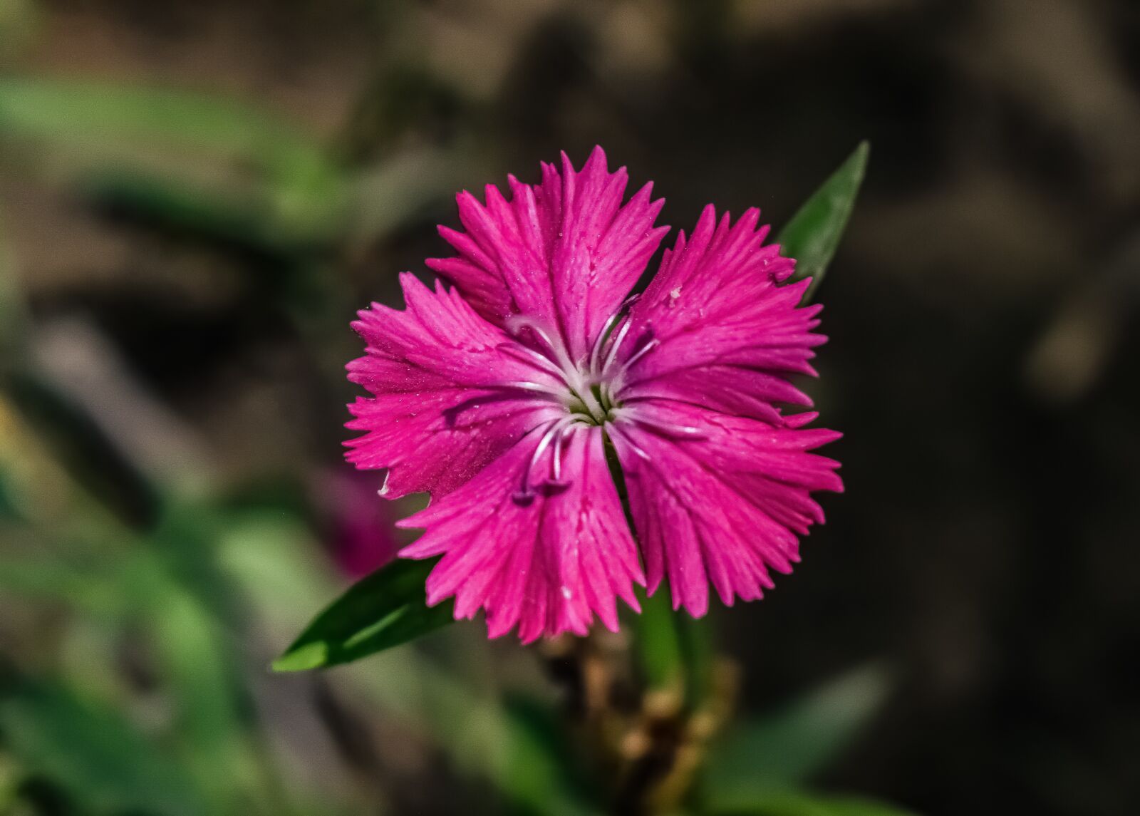 Nikon D3300 sample photo. Flower, pink, nature photography