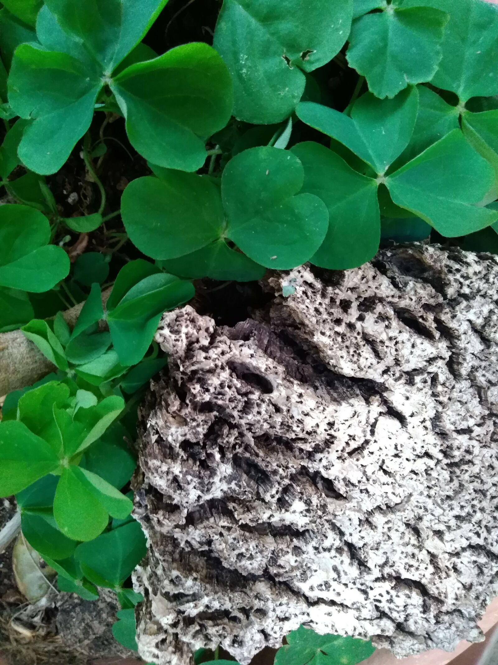 HUAWEI GR3 2017 sample photo. Clover, green, plant photography