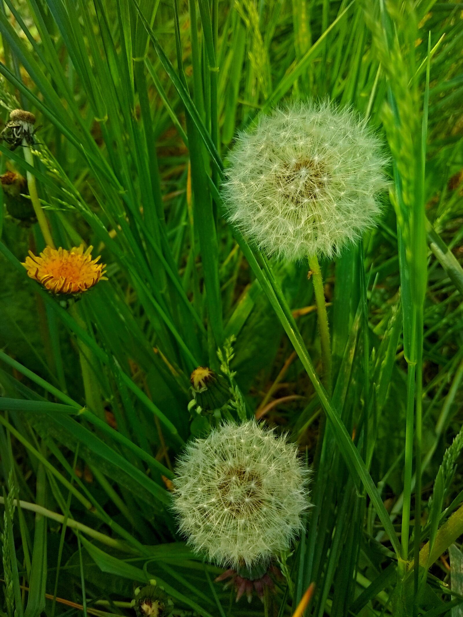 Xiaomi Redmi Note 5A sample photo. Dandelions, spring, grass photography