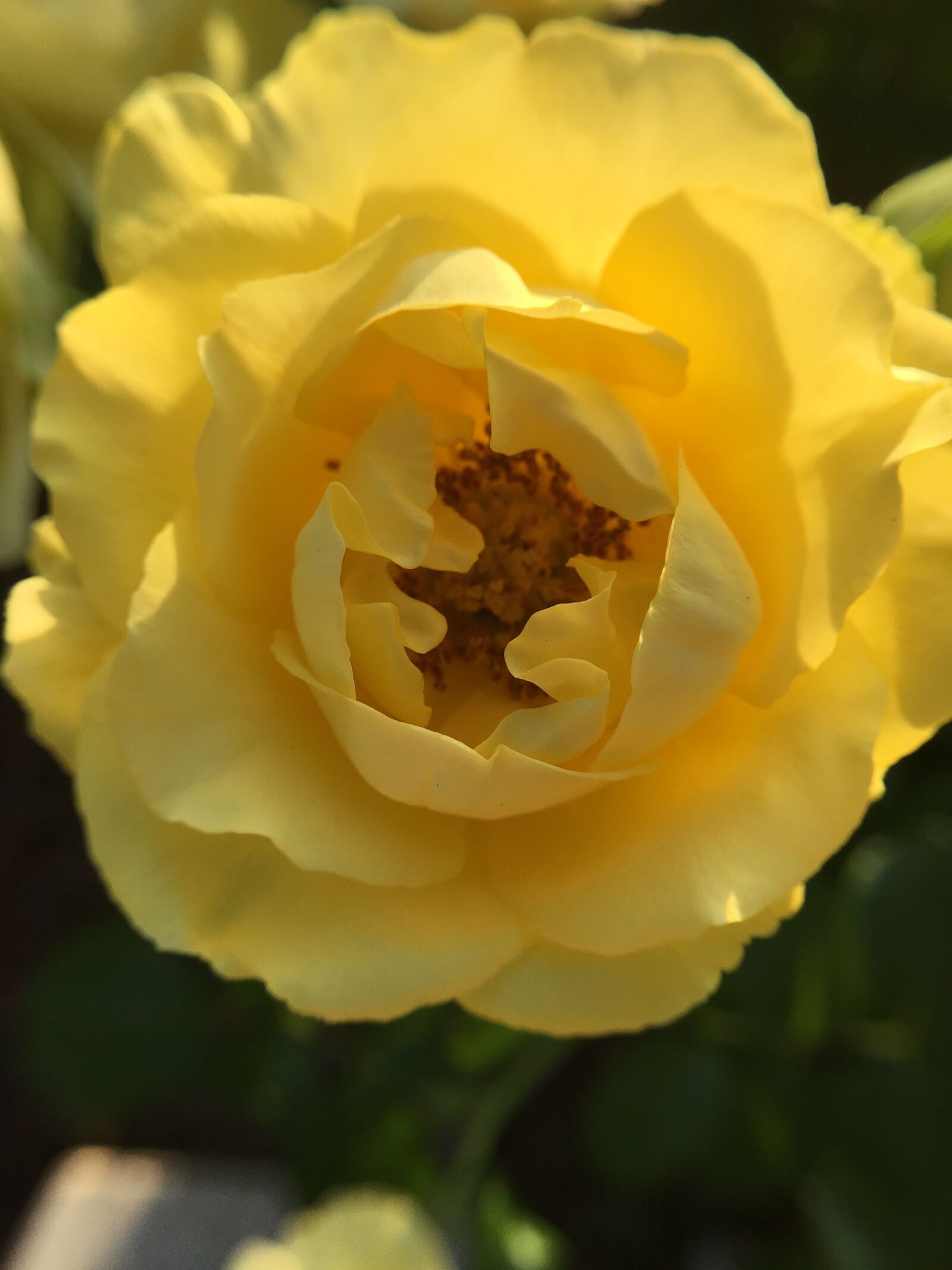 Apple iPhone 6s Plus sample photo. Yellow, rose photography