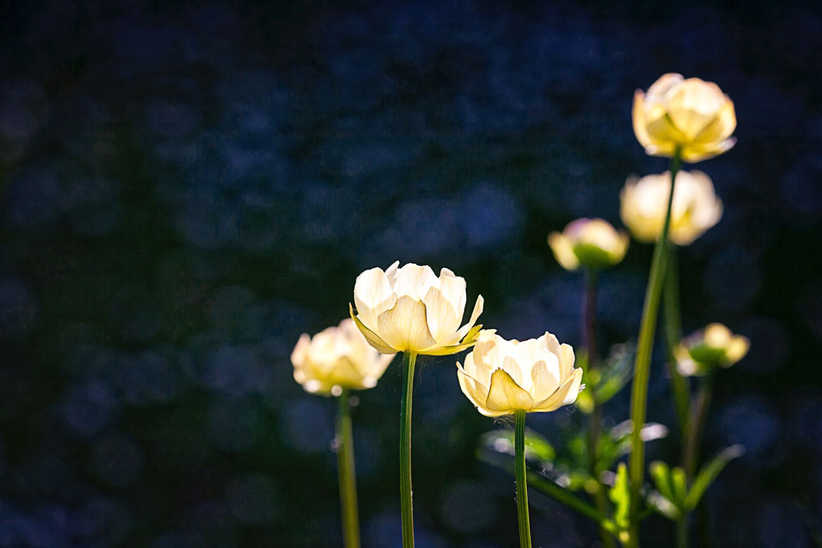 Canon EOS 5D sample photo. White, glowing, dark photography