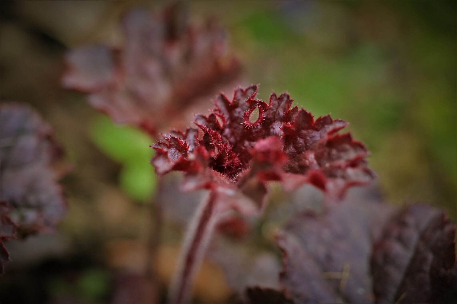 Canon EF-S 35mm F2.8 Macro IS STM sample photo. Small-flowered heuchera, coral bells photography