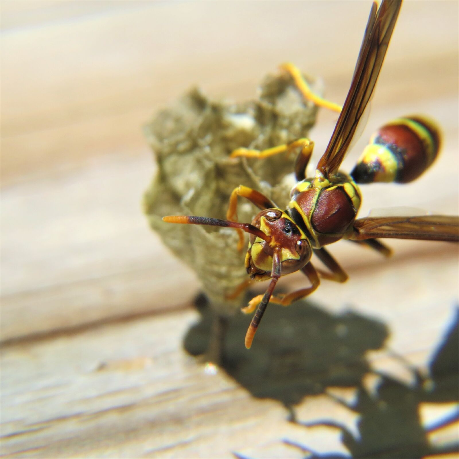 Canon PowerShot SX50 HS sample photo. Wasp, insect, yellow photography