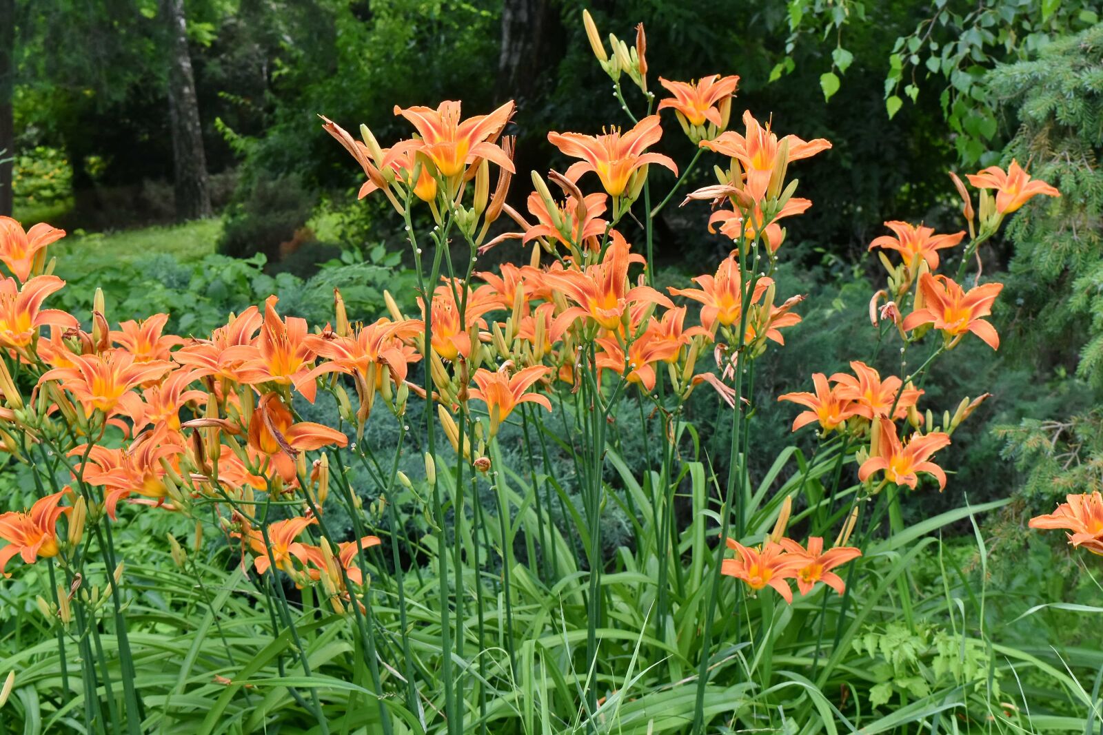 Nikon D5500 sample photo. Botanic, gardening, horticulture, plant photography