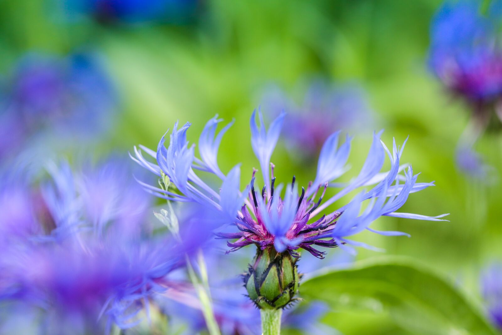 Canon EOS R sample photo. Flower, summer, nature photography