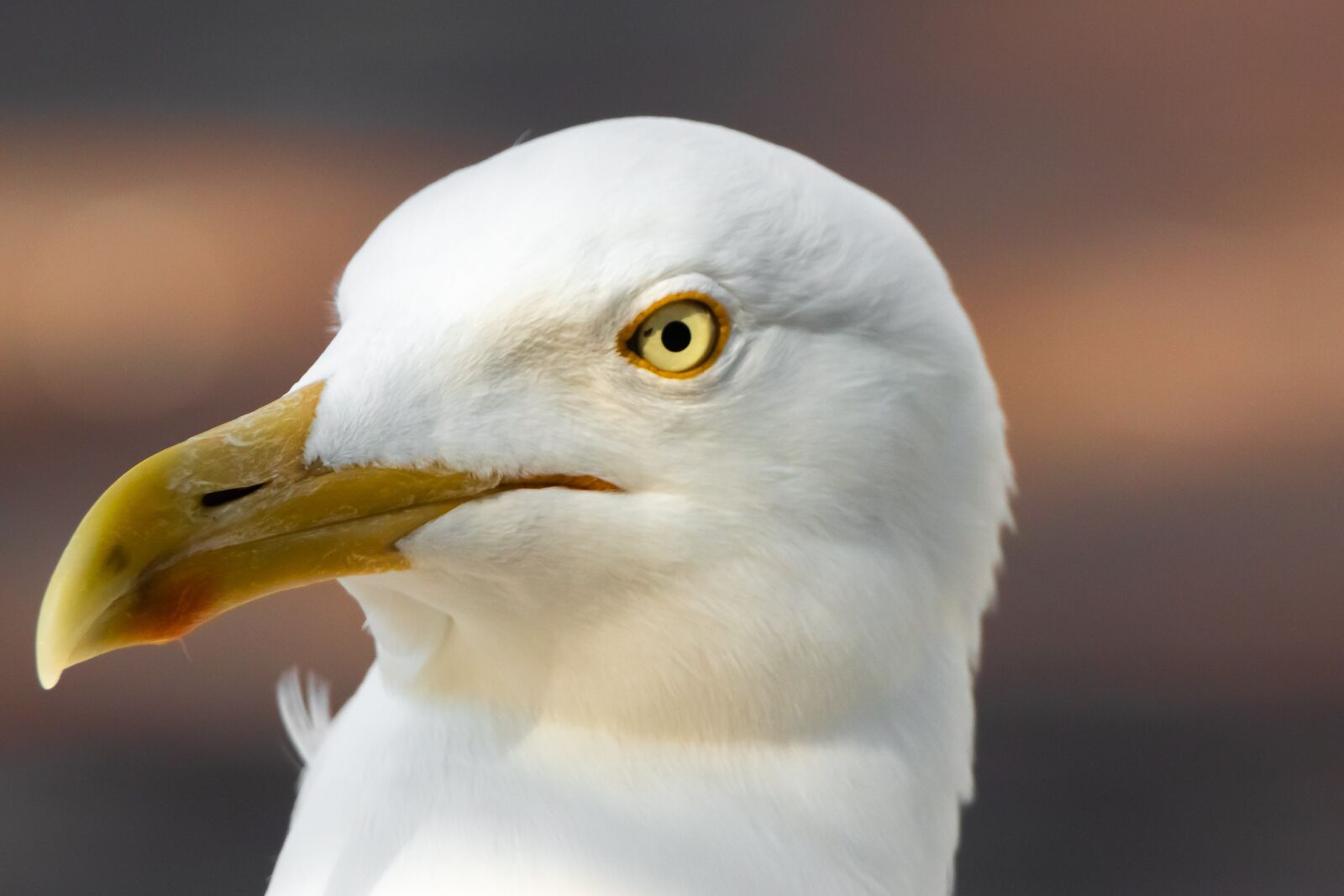 Canon EOS 80D sample photo. Seagull, bird, animal photography