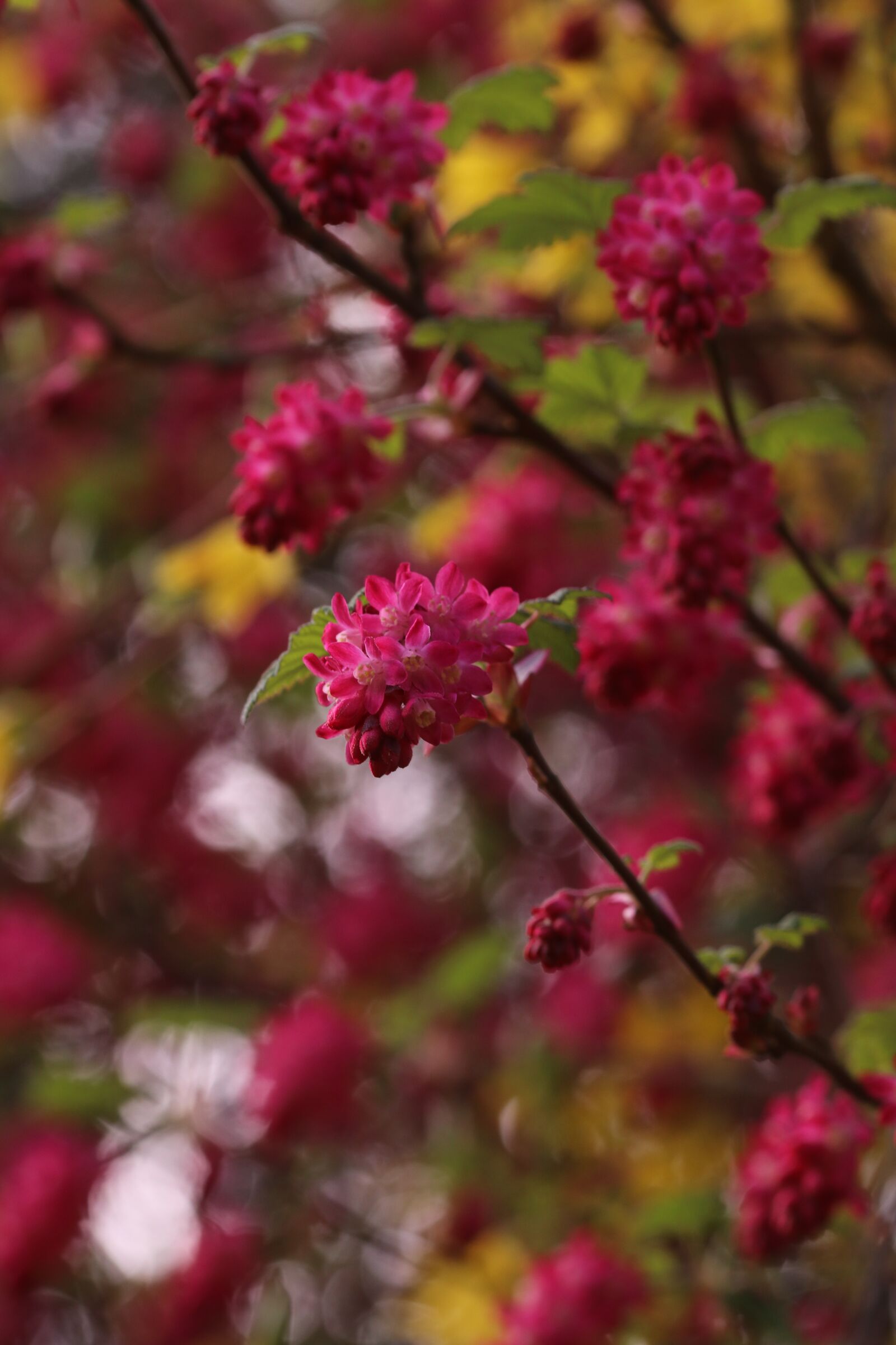 Canon EOS 80D sample photo. Blossom, bloom, spring photography