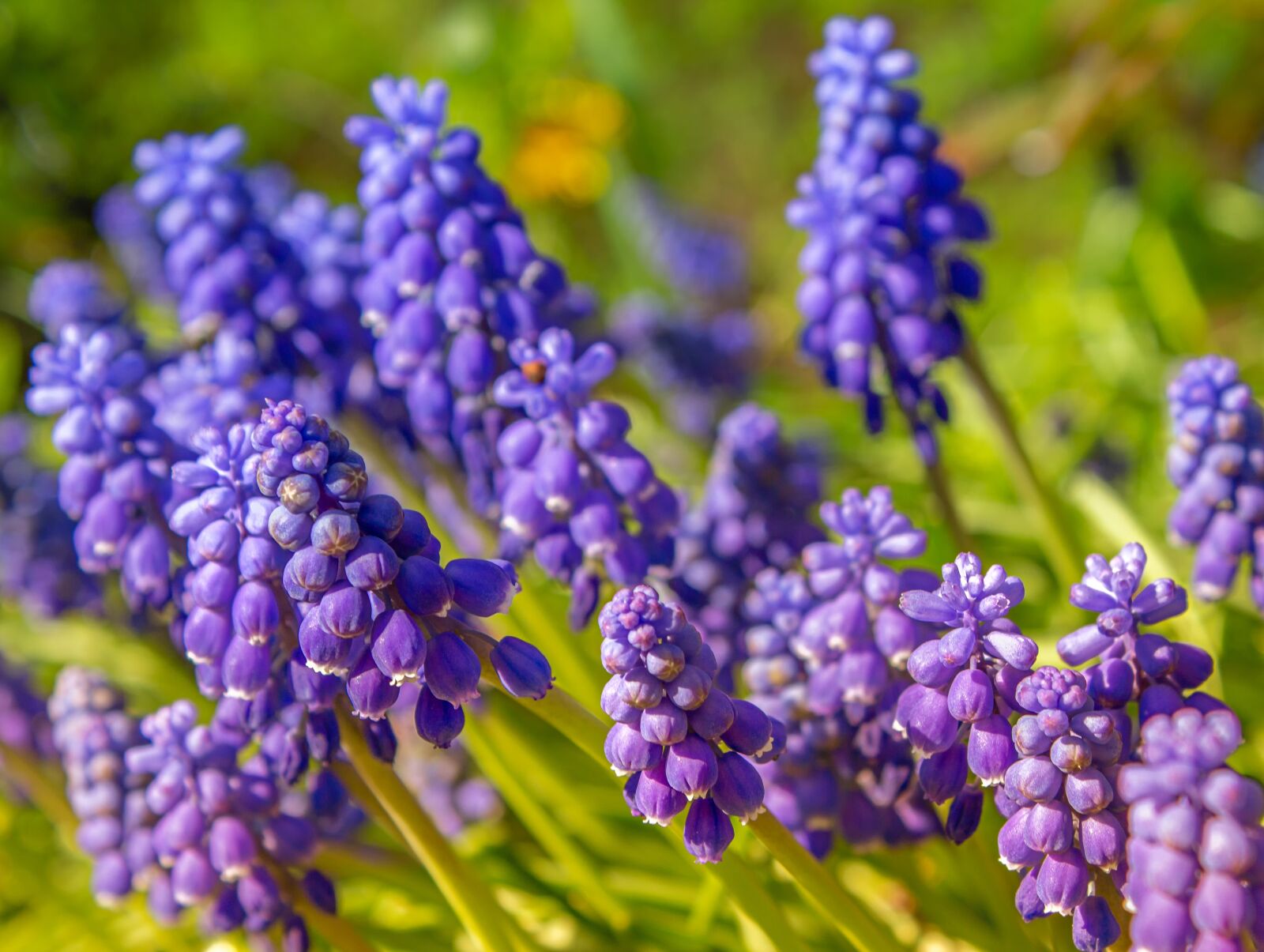 Canon EOS 650D (EOS Rebel T4i / EOS Kiss X6i) sample photo. Nature, plant, muscari photography