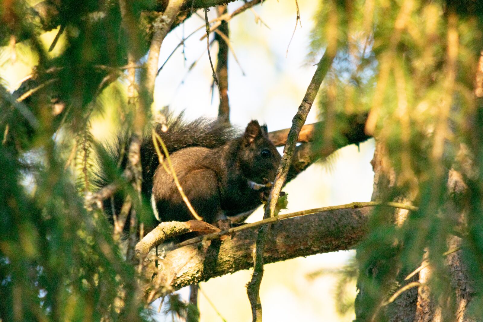 Nikon D3300 sample photo. Squirrel, forest, nature photography