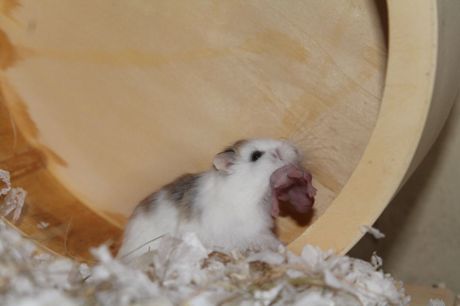 Canon EOS 1100D (EOS Rebel T3 / EOS Kiss X50) sample photo. Roborowski, hamster, dwarf hamster photography