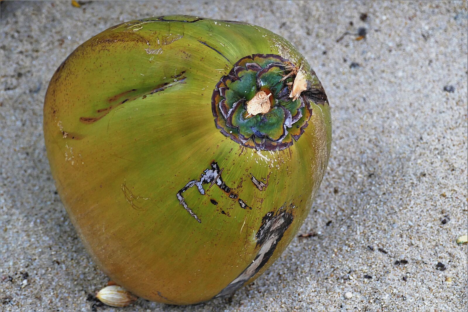 Panasonic Lumix DMC-FZ1000 sample photo. Coconut, fallen, sand photography