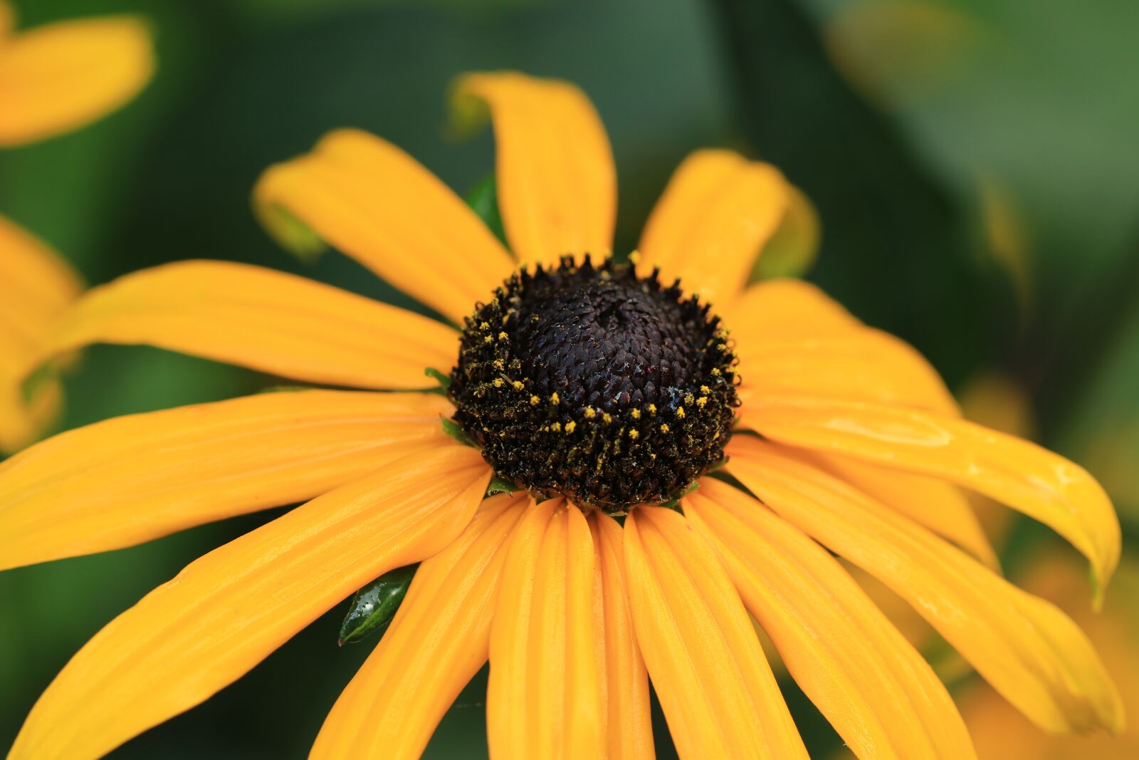 Canon EF 100mm F2.8L Macro IS USM sample photo. Flower, sun hat, rudbeckia photography