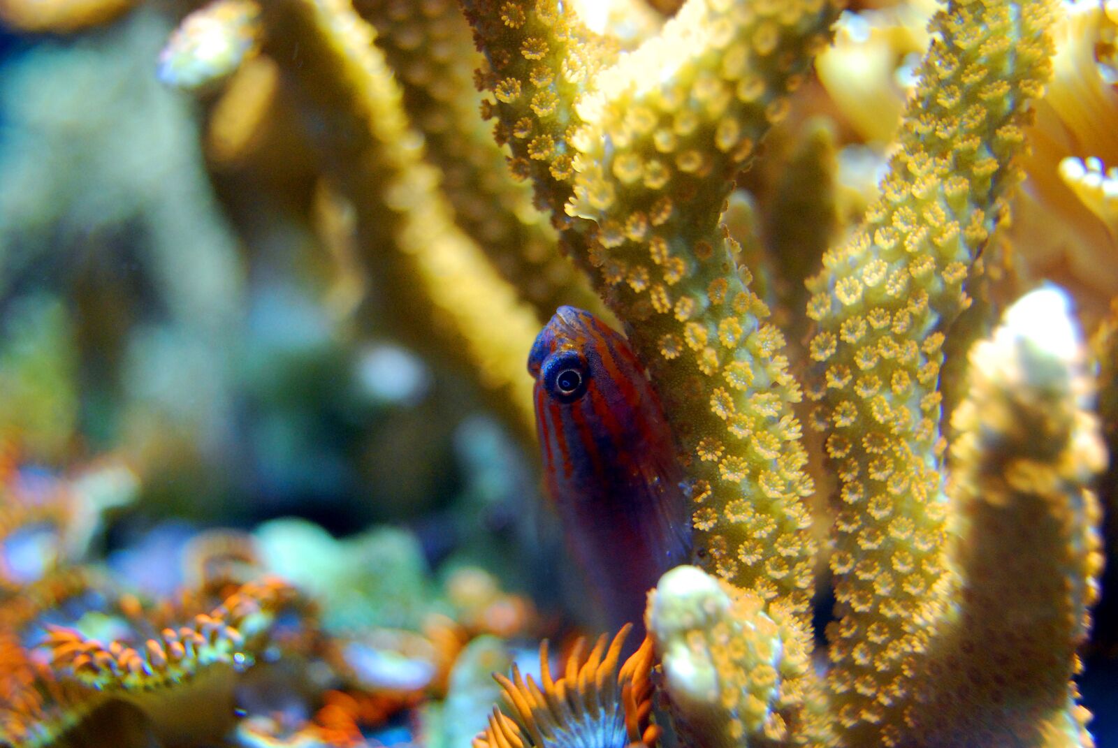 Nikon D40X sample photo. Coral, reef, sea photography