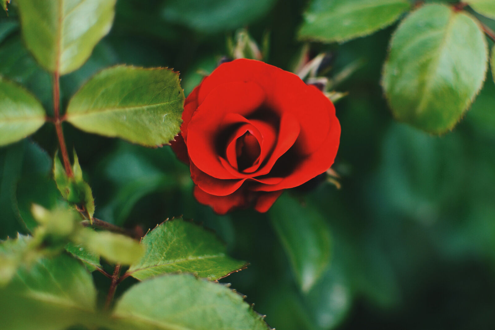 Nikon D3200 sample photo. Beauty, flowers, garden, indea photography