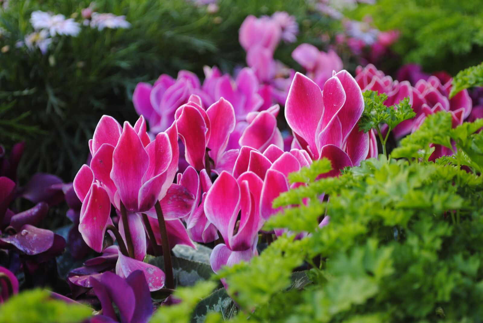 Nikon D3000 sample photo. Tulip, flower, flora photography