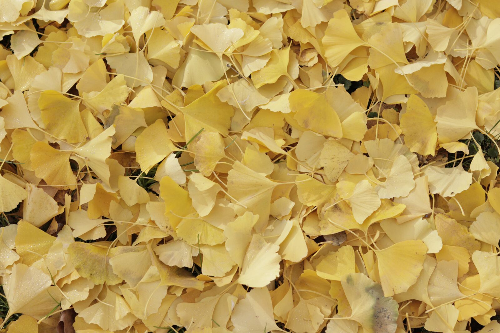 Canon EOS 80D sample photo. Autumn, switzerland, leaf photography