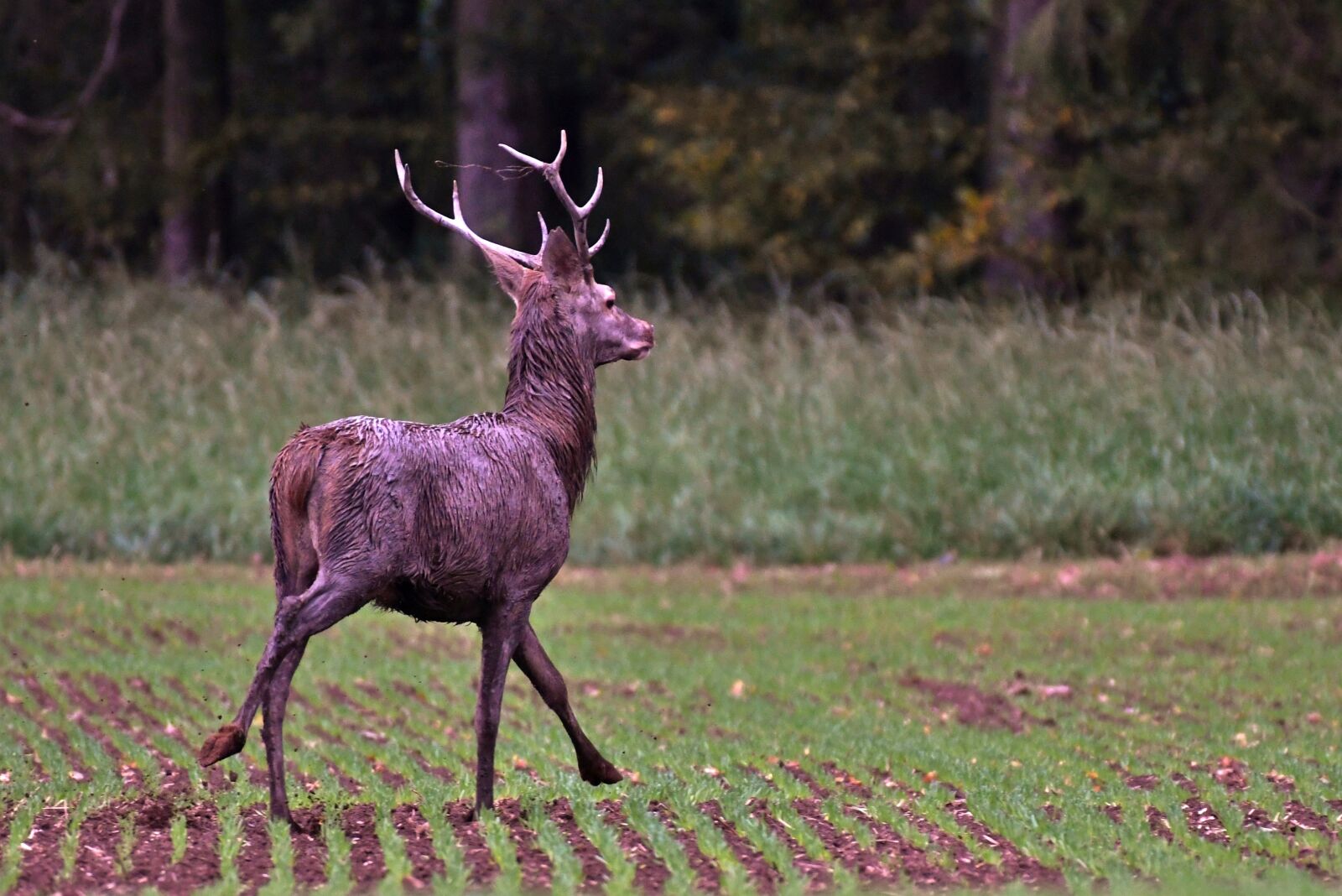 Nikon D500 sample photo. Deer, wild, antlers photography