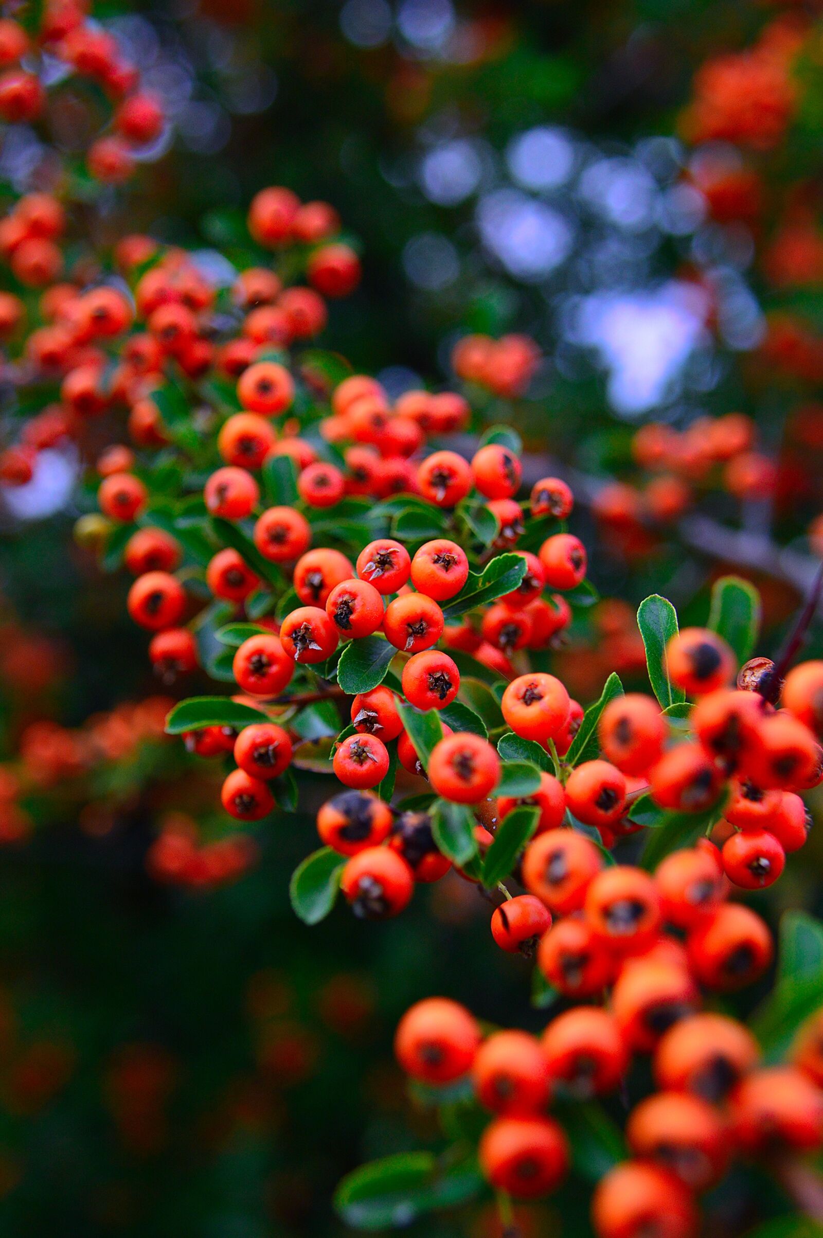 Nikon D3200 sample photo. Plant, autumn, nature photography
