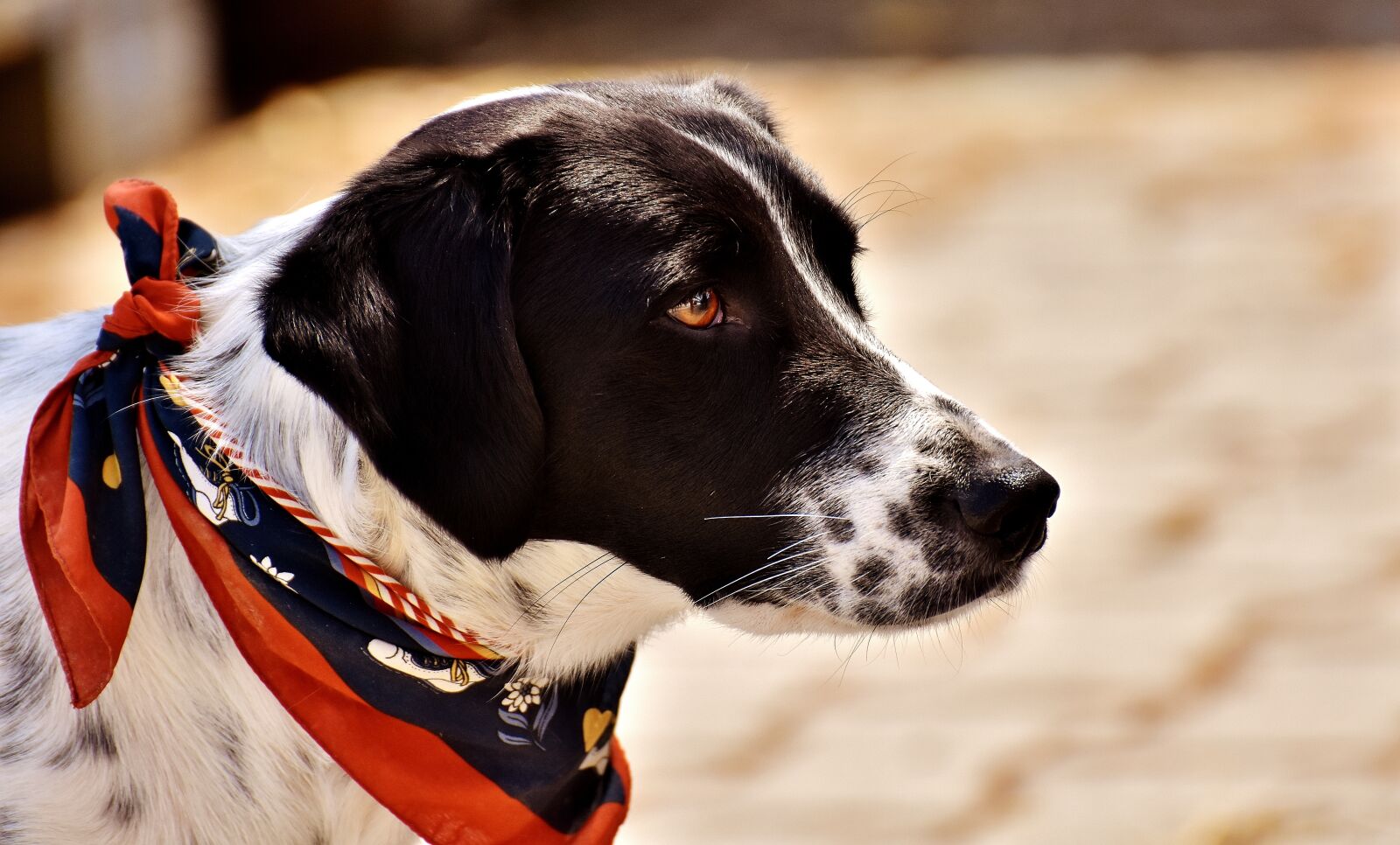 Nikon D7200 sample photo. Dog, animal, view photography