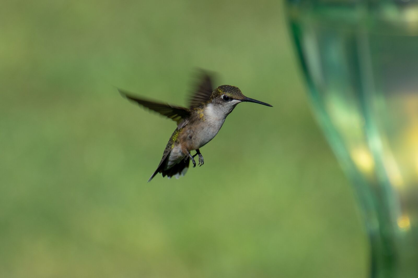 Nikon D3400 sample photo. Bird, nature, hummingbird photography