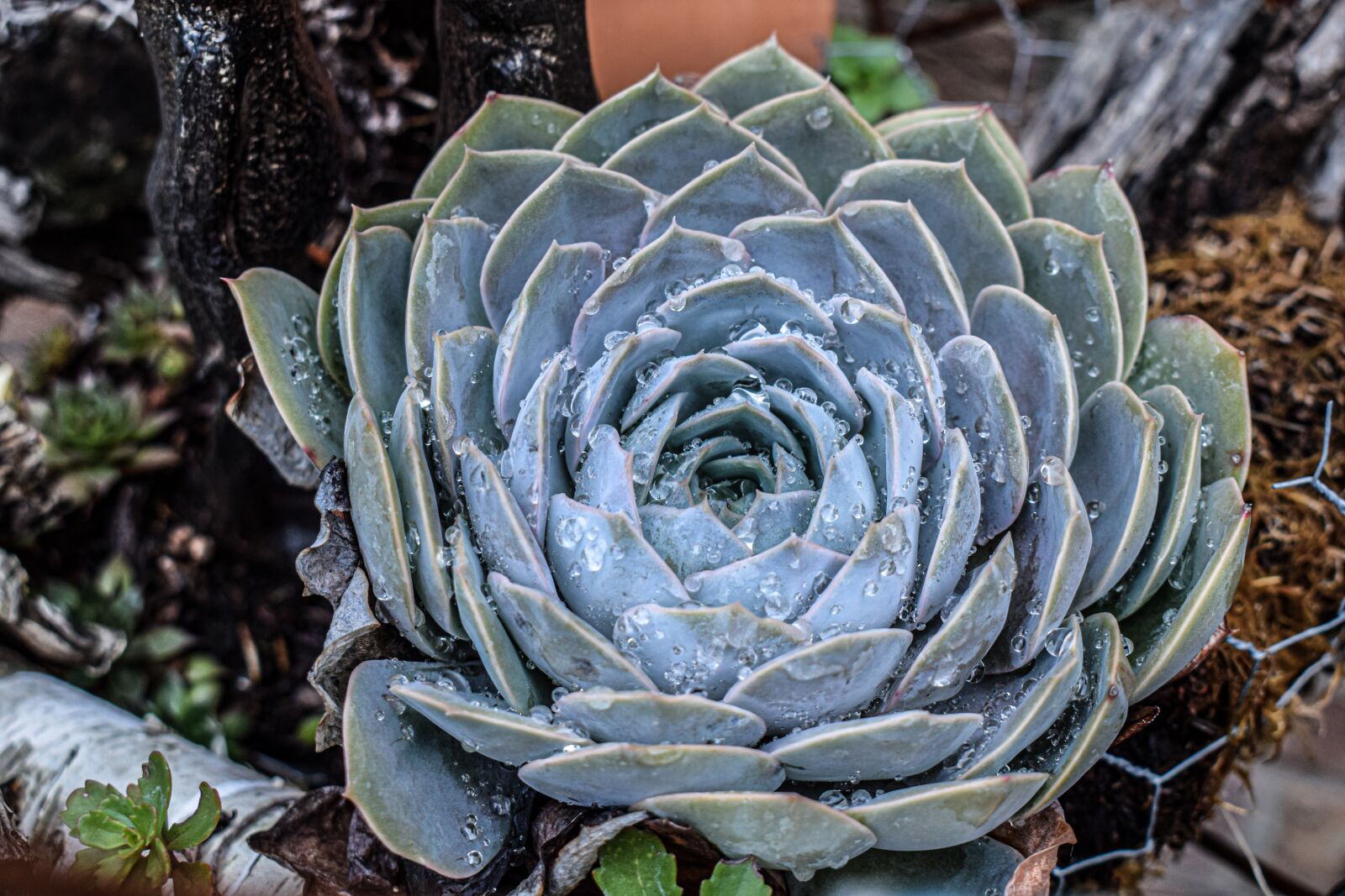 Nikon D3300 sample photo. Plant, agave, green photography