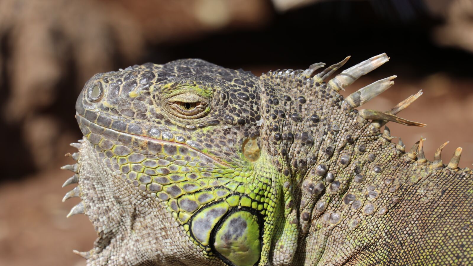 Canon EF-S 18-135mm F3.5-5.6 IS USM sample photo. Iguana, iguana closeup, macro photography