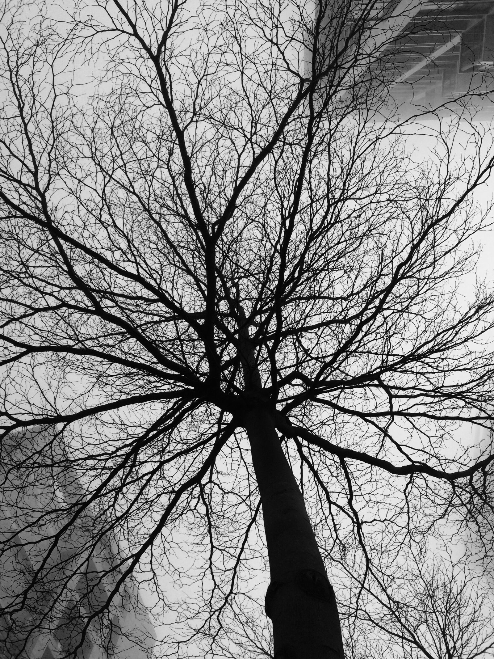 iPhone 5s back camera 4.15mm f/2.2 sample photo. Black and white, trees photography