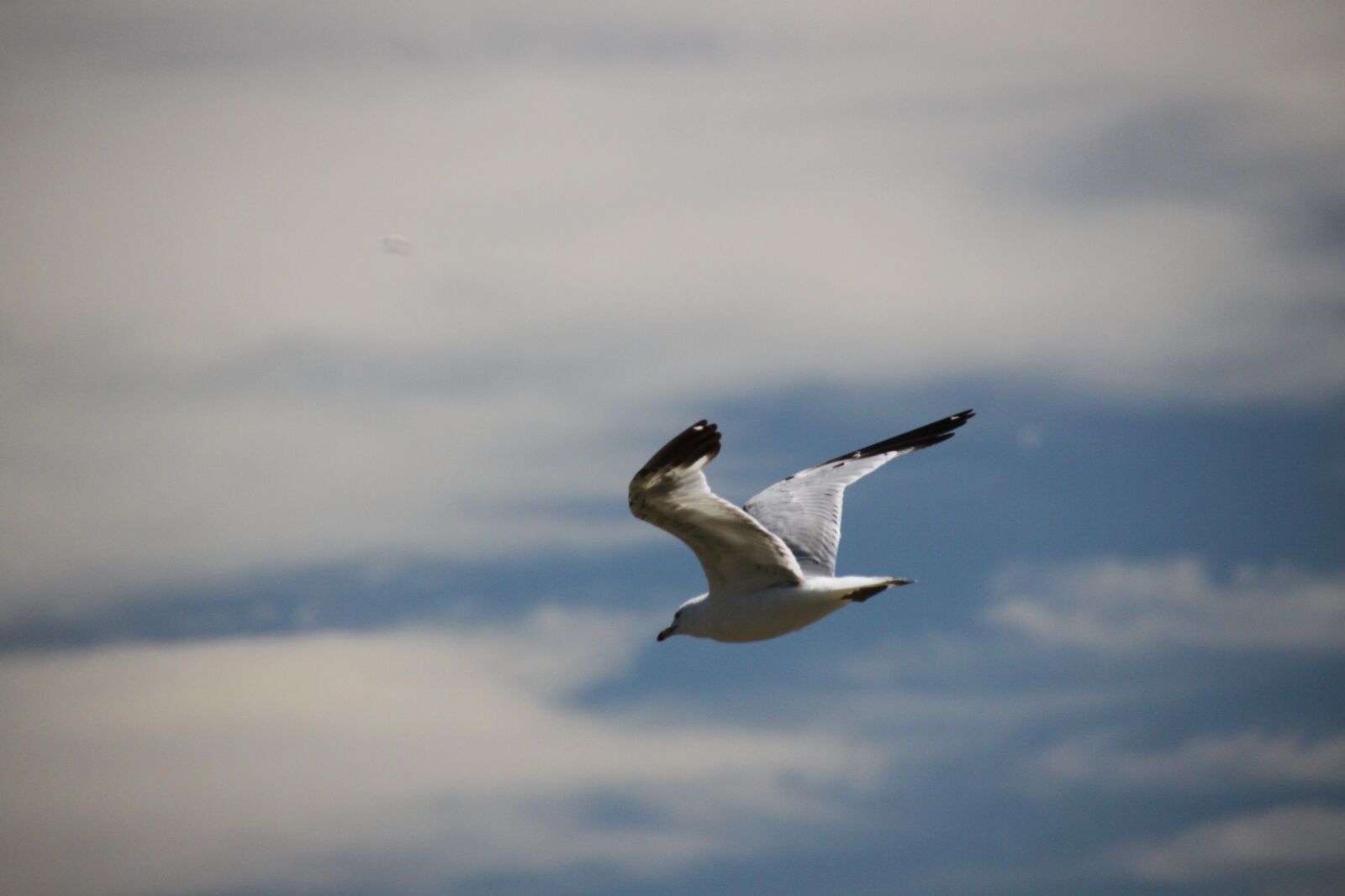 Canon EOS 500D (EOS Rebel T1i / EOS Kiss X3) sample photo. Seagull, bird, soaring photography