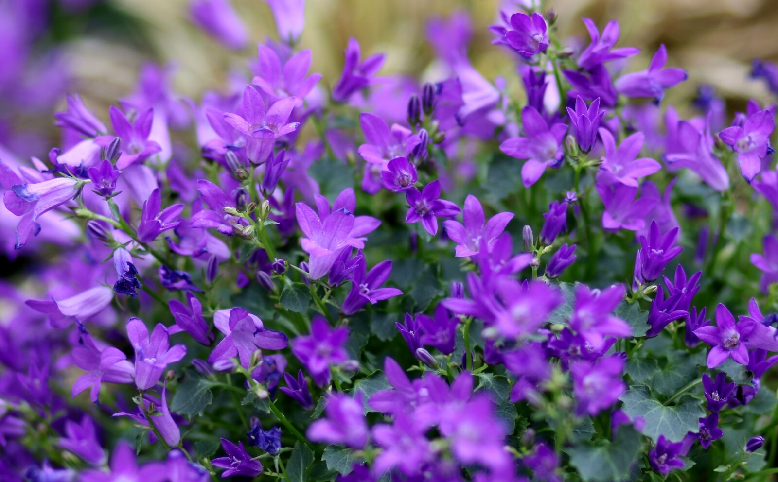 Canon EF 85mm F1.8 USM sample photo. Lobelia, flower, mov photography