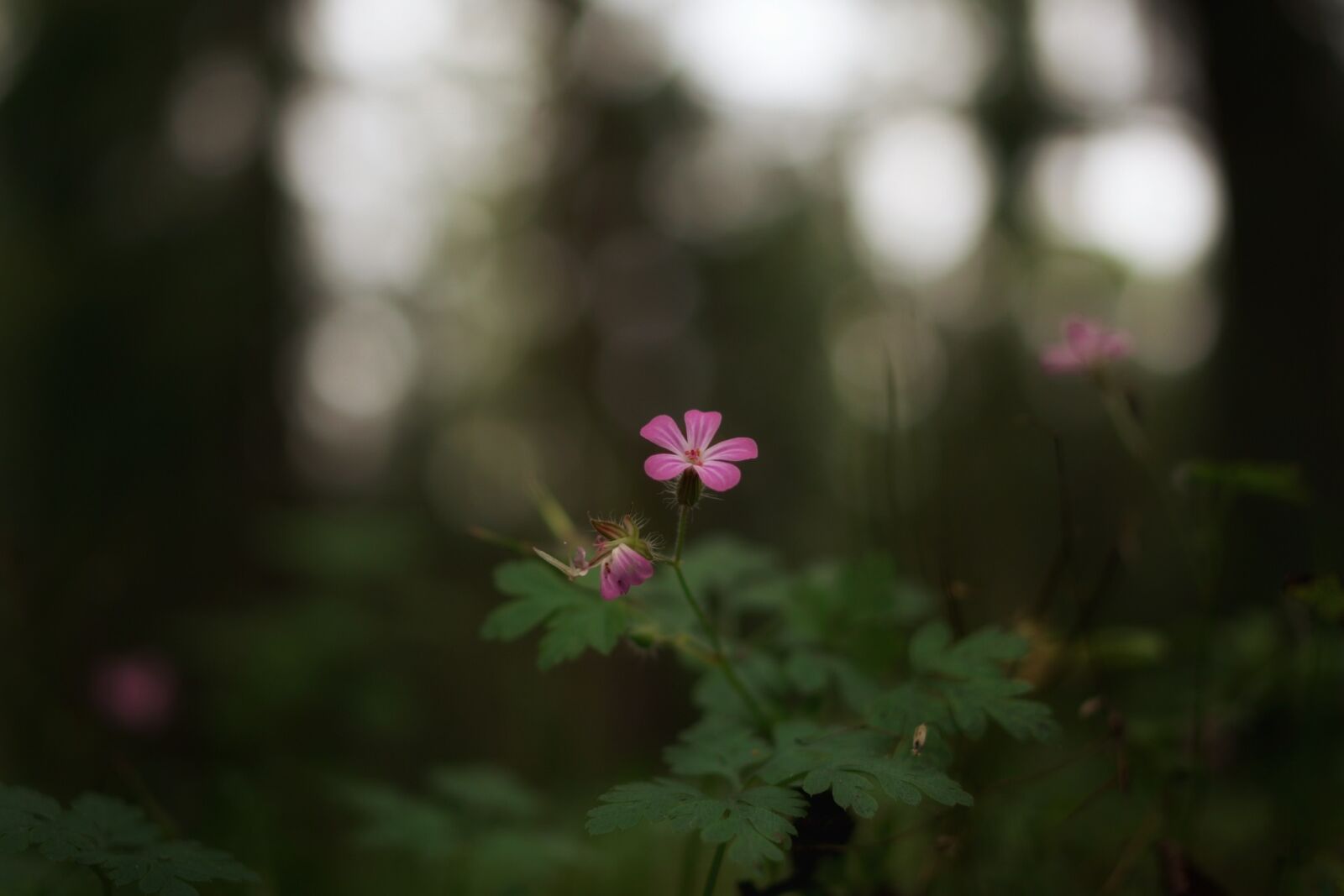 Pentax K-70 sample photo. Forest, flower, nature photography
