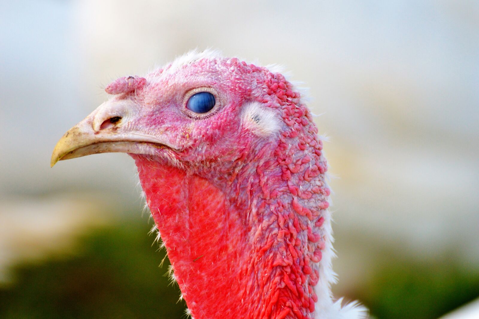 Nikon D3200 sample photo. Turkeys, birds, plumage photography