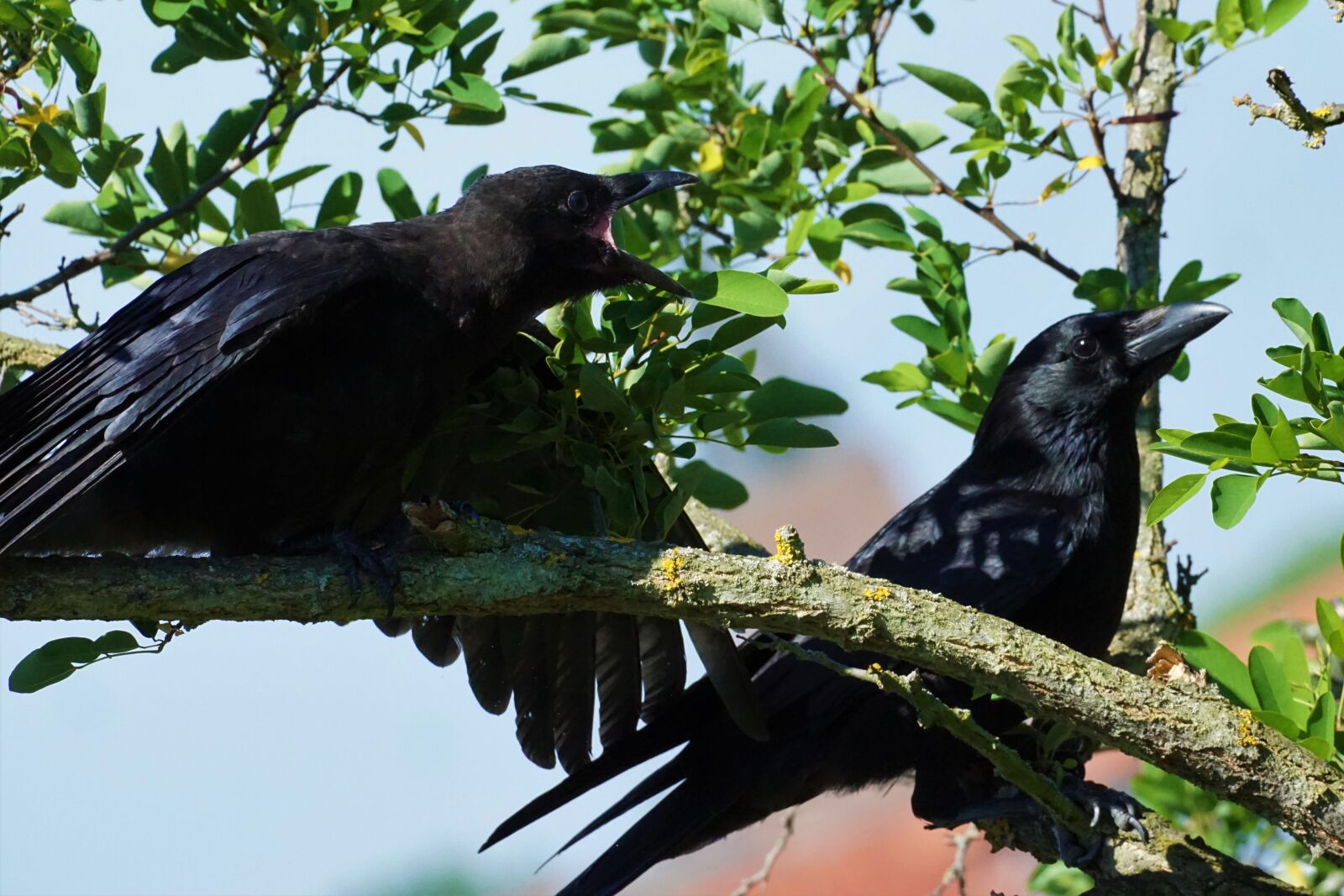 Sony E 70-350mm F4.5-6.3 G OSS sample photo. Raven, young, young animal photography