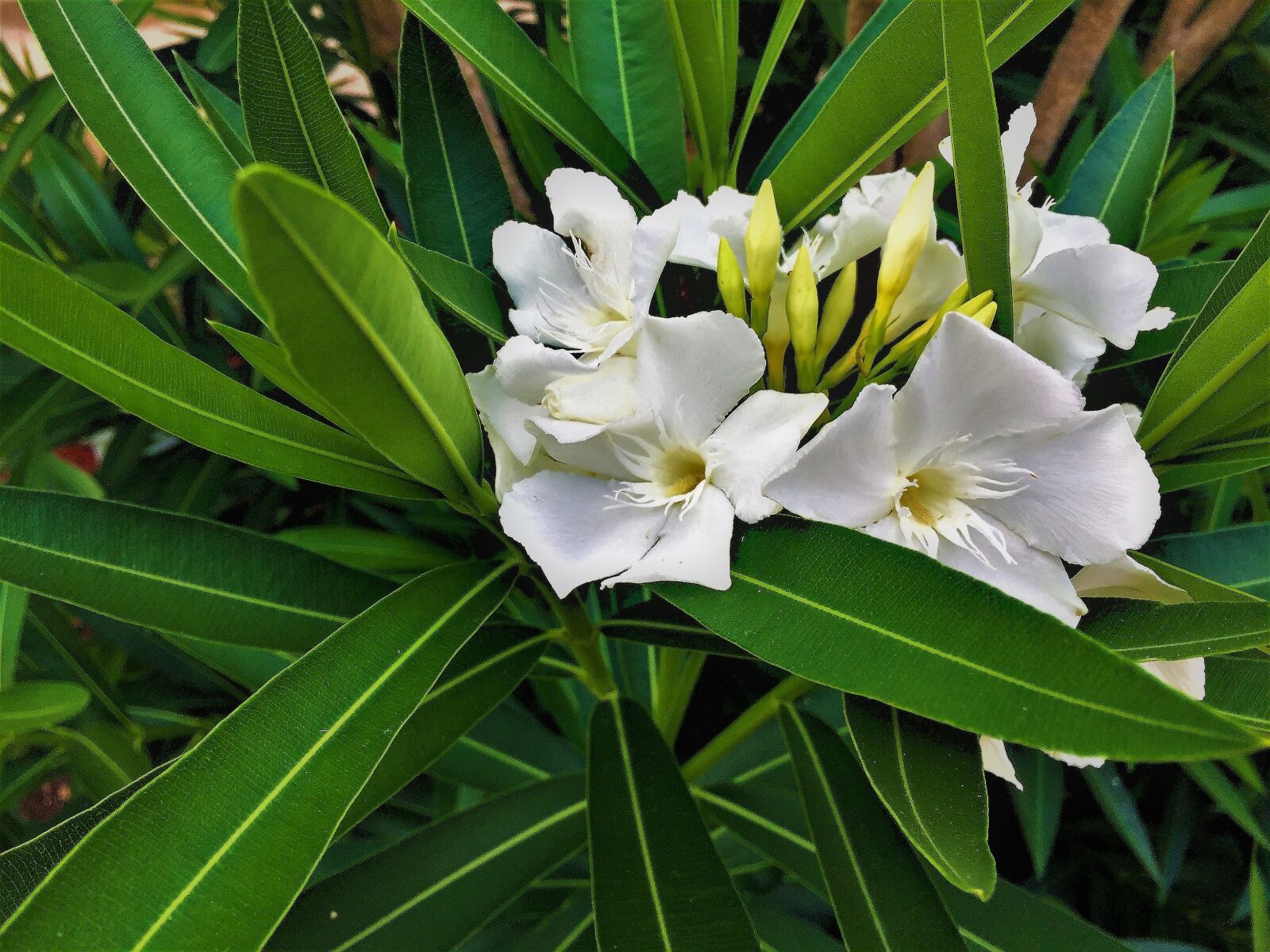 iPhone 6 Plus back camera 4.15mm f/2.2 sample photo. Flowers, white, green photography