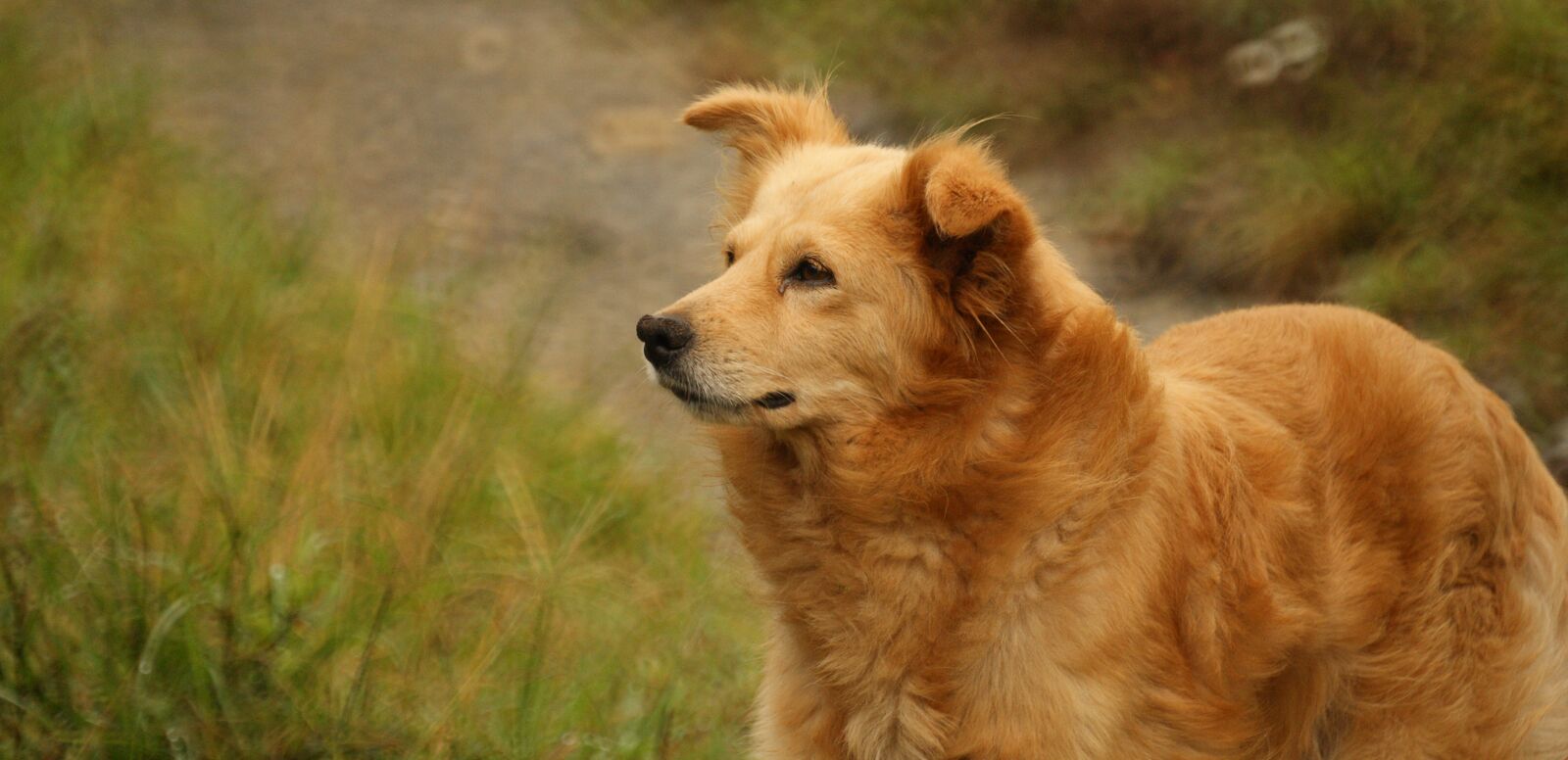Sony Alpha DSLR-A390 sample photo. Animal, dog, can photography