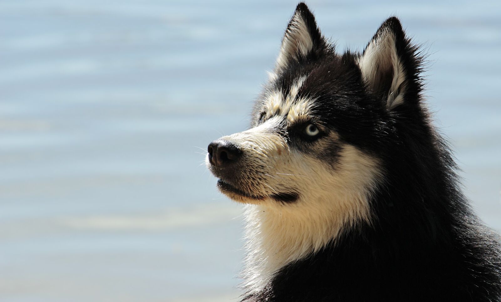 Canon EOS 100D (EOS Rebel SL1 / EOS Kiss X7) sample photo. Husky, dog, dog breed photography