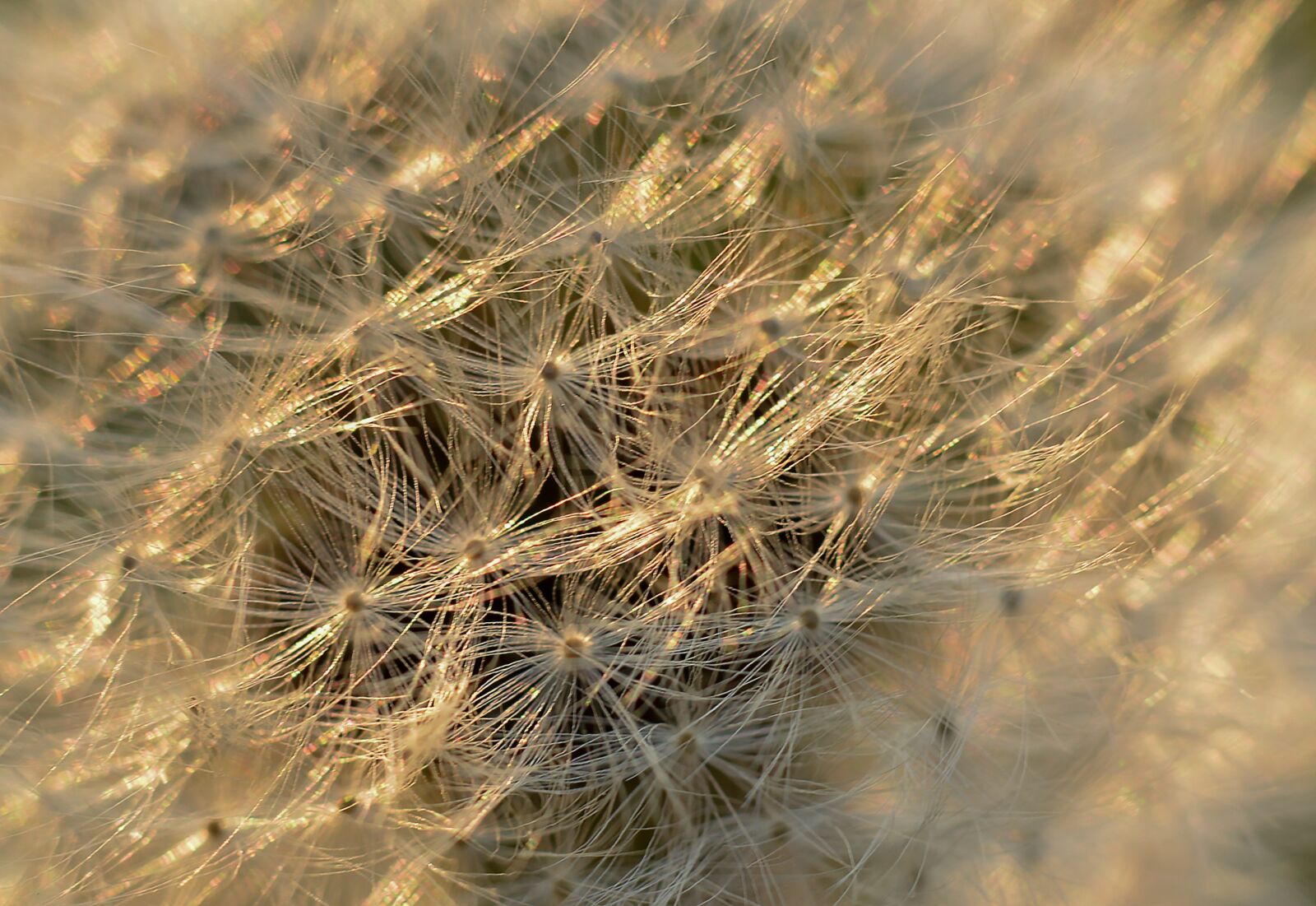 Nikon D3200 sample photo. Dandelion, flower, plant photography
