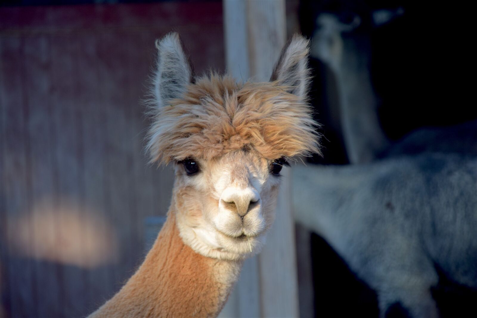 Nikon D3300 sample photo. Alpaca, farm, cute photography
