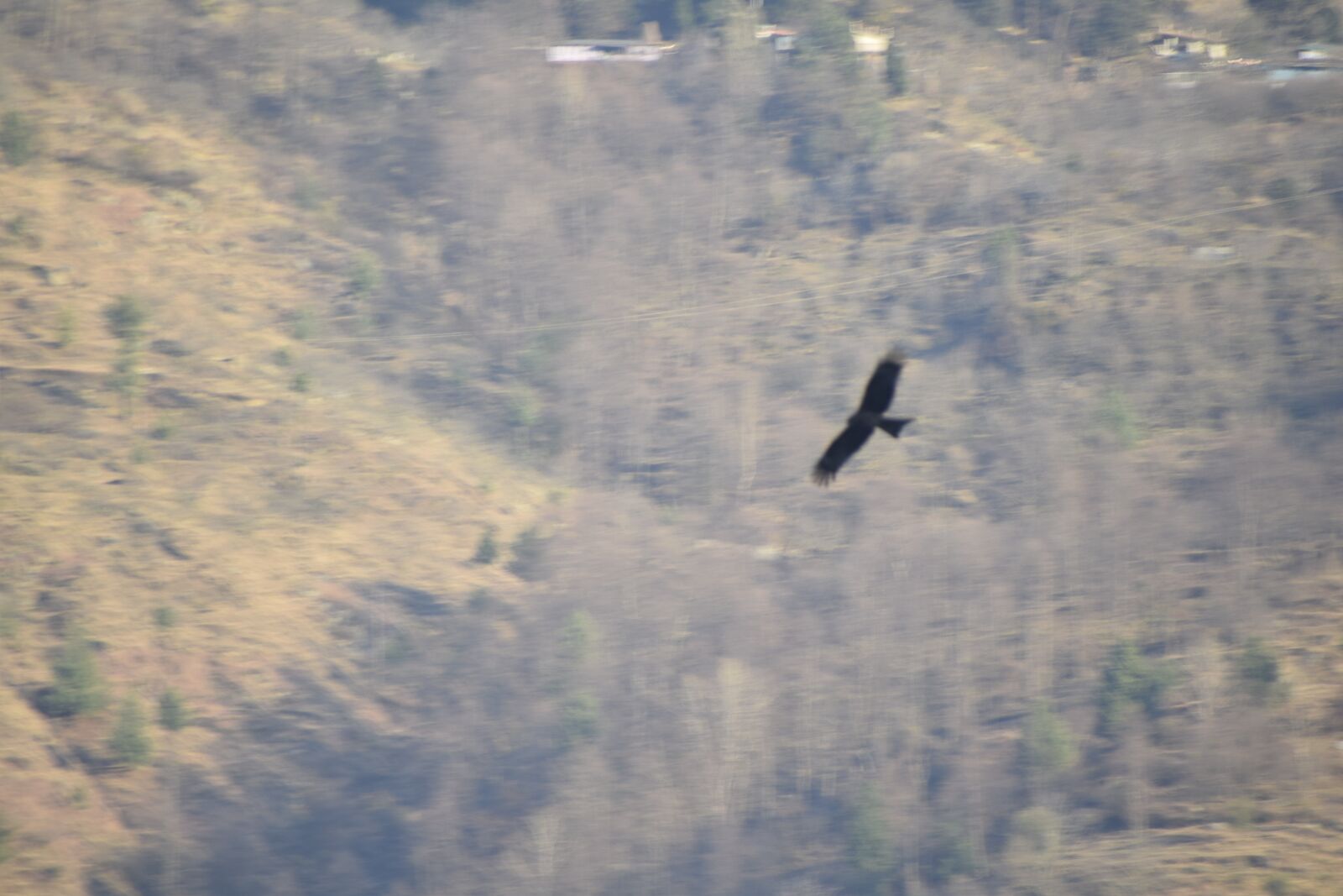 Nikon D3300 sample photo. Eagle, sky, high photography
