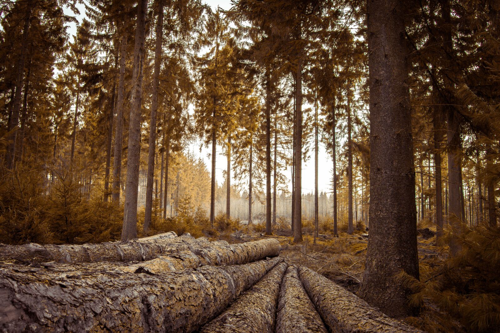 Canon EOS 80D sample photo. Forest, magic, nature photography
